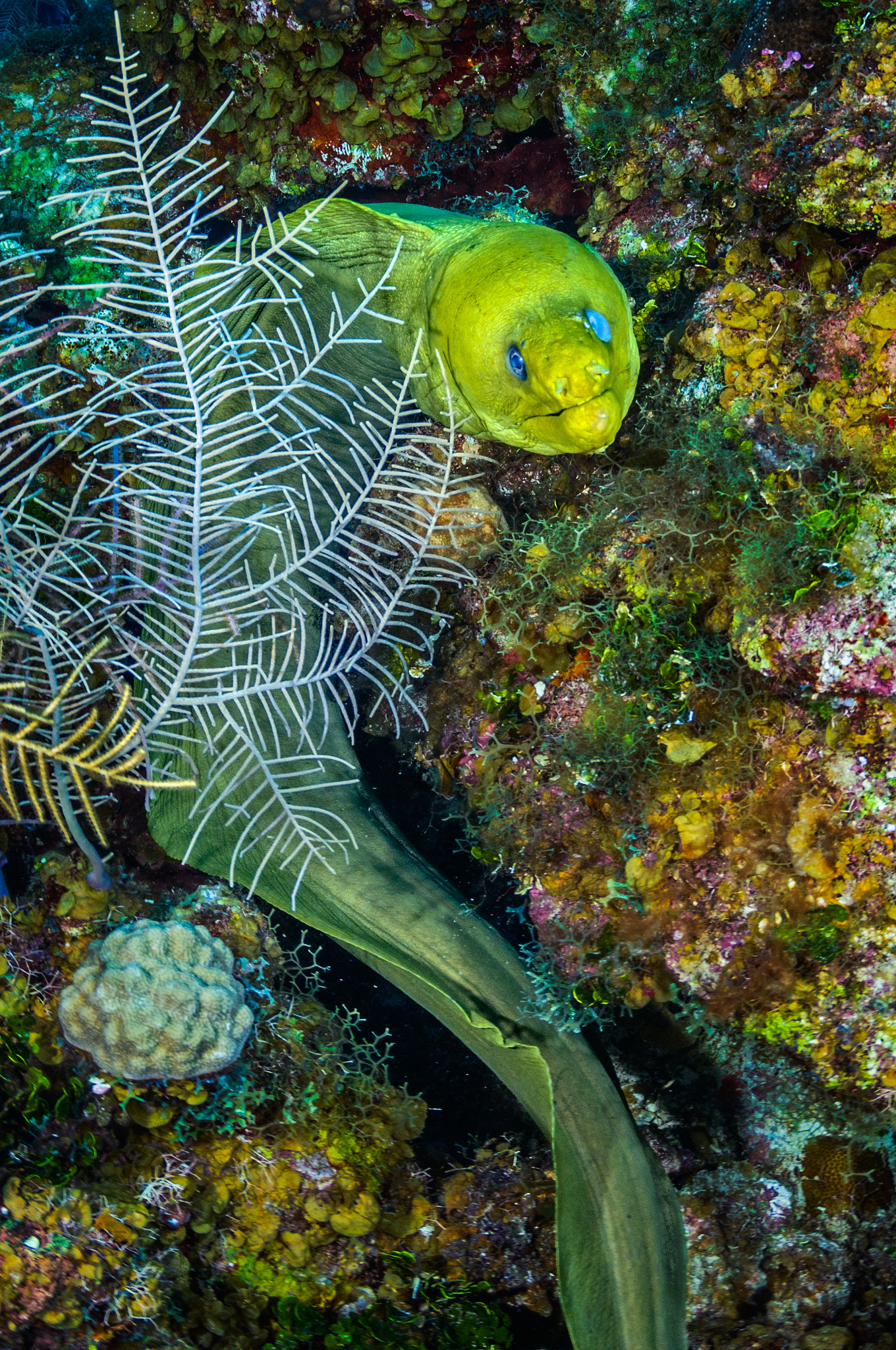 Tokina AT-X 10-17mm F3.5-4.5 DX Fisheye sample photo. Green moray eel photography