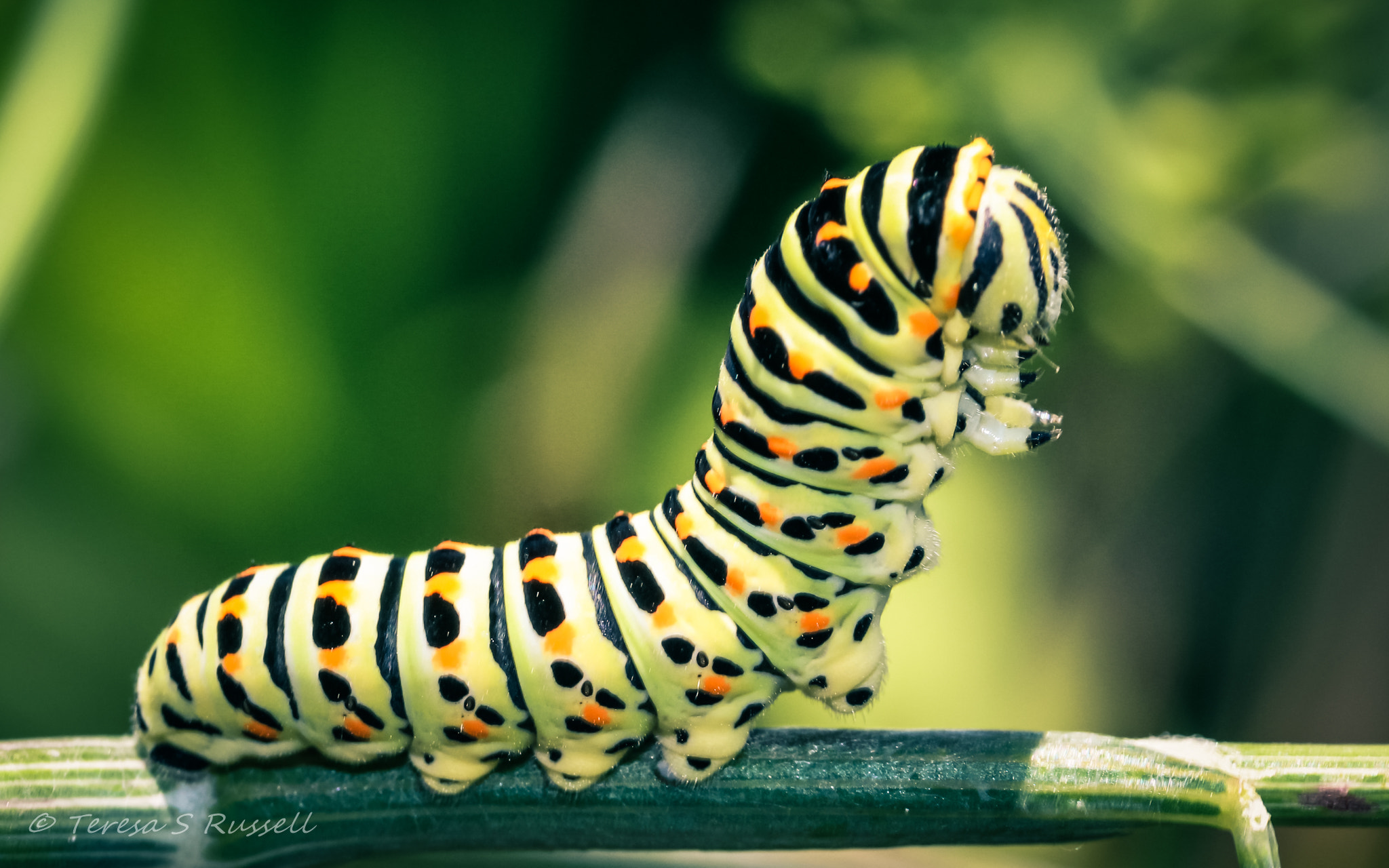 Canon EF-S 60mm F2.8 Macro USM sample photo. Caterpillar photography