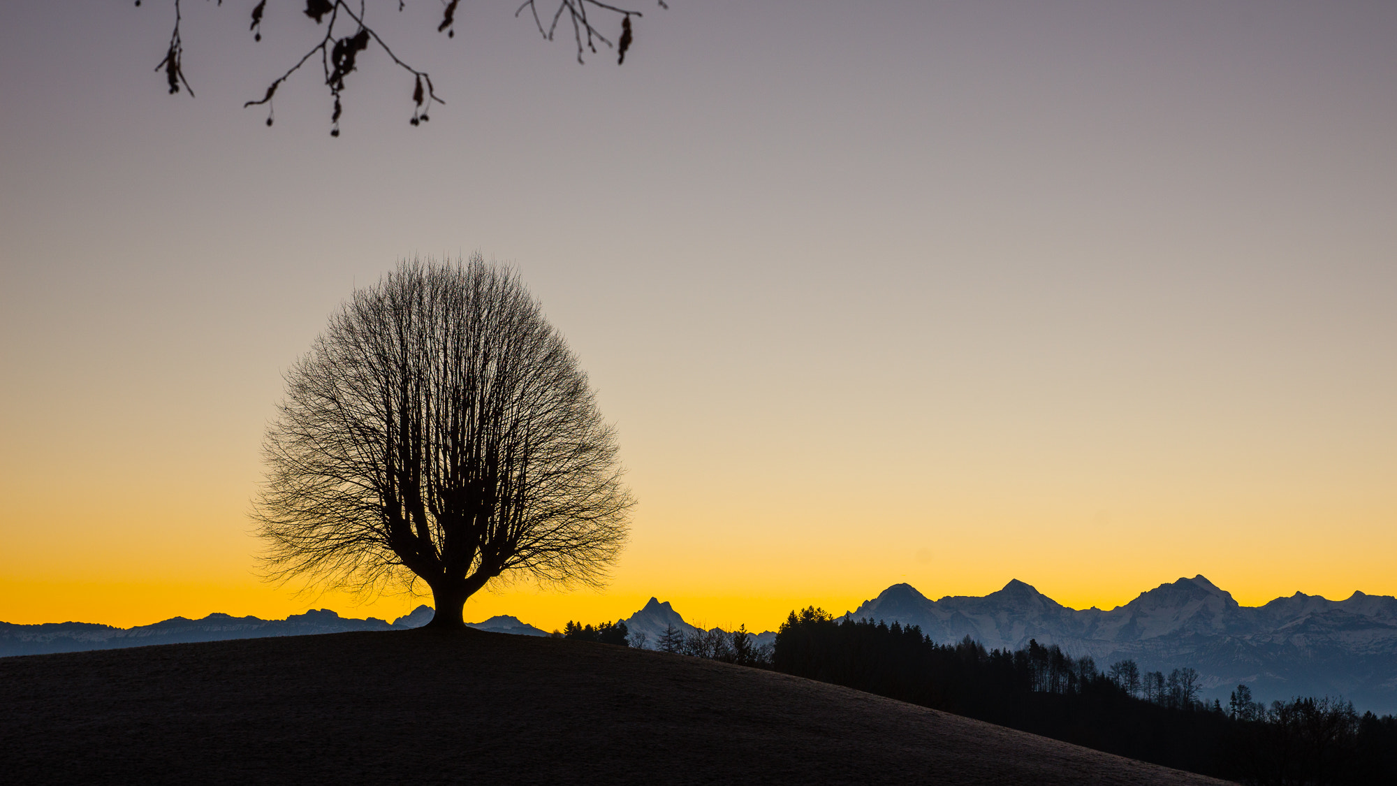 Sony SLT-A99V sample photo. The tree photography