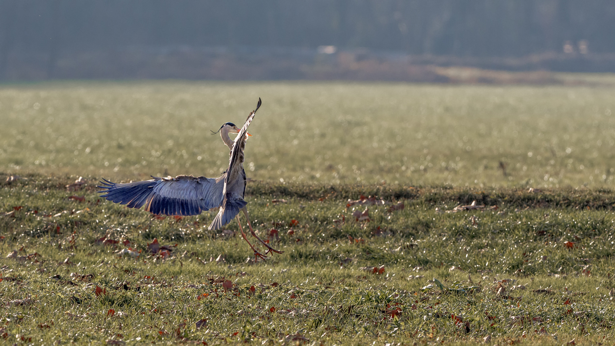 Olympus OM-D E-M1 Mark II + OLYMPUS M.300mm F4.0 sample photo. Landing photography