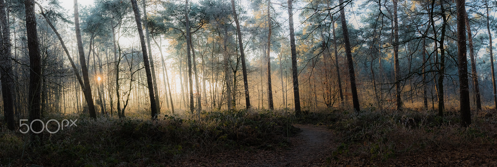 Canon EOS 7D Mark II + Sigma 20mm F1.4 DG HSM Art sample photo. Panorama trees photography