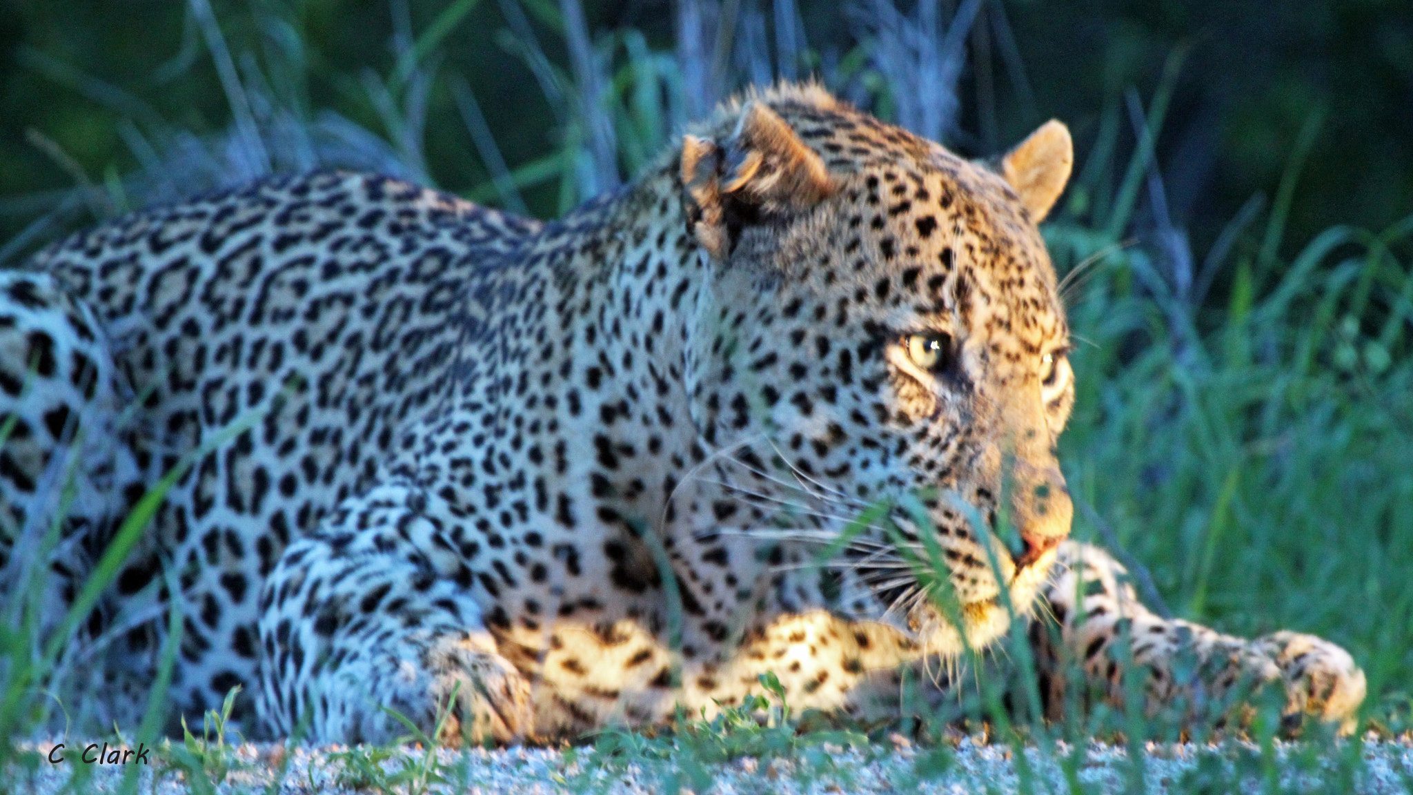 Canon EF 100-400mm F4.5-5.6L IS USM sample photo. Massive leopard tyson photography