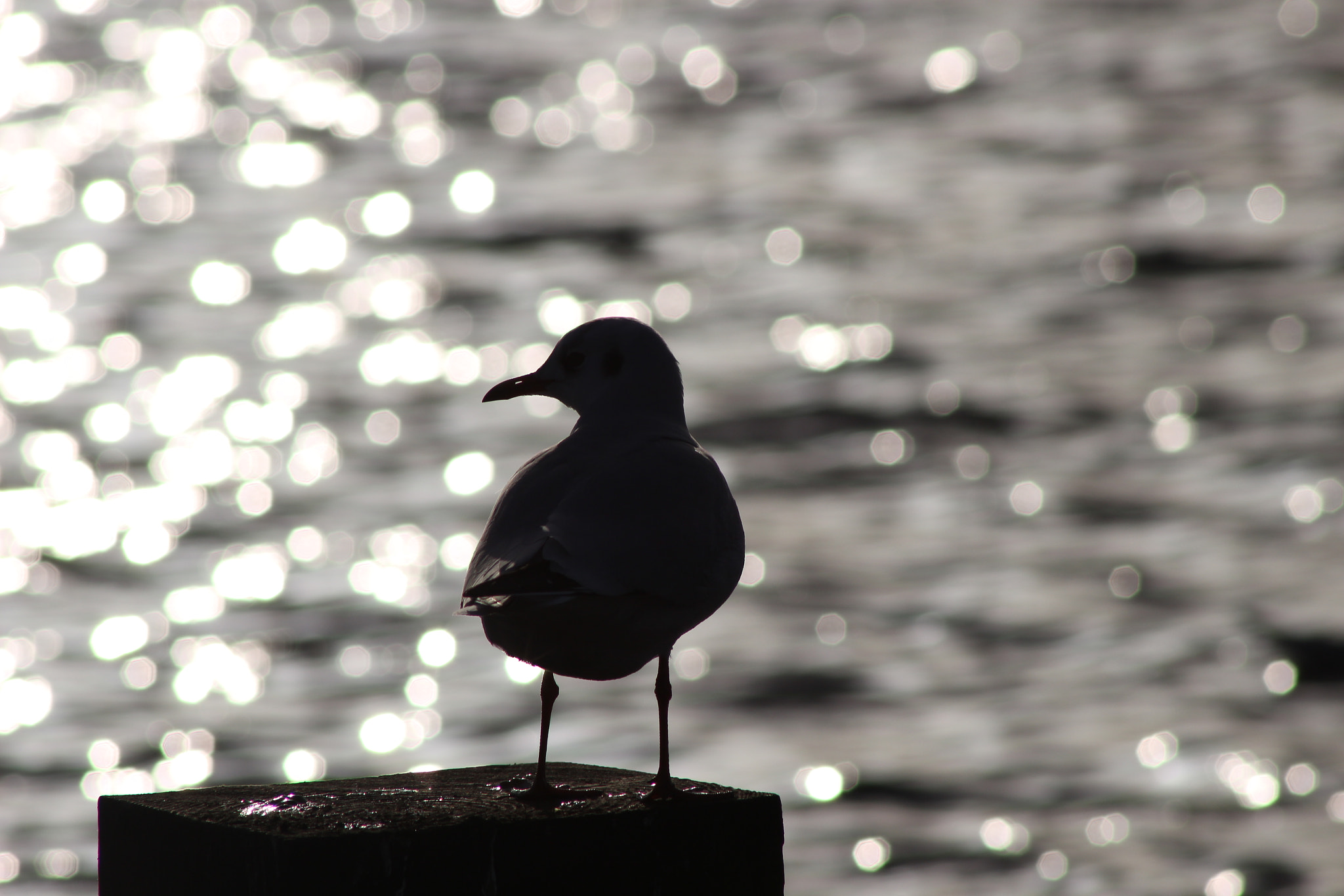 Canon EOS 100D (EOS Rebel SL1 / EOS Kiss X7) + EF75-300mm f/4-5.6 sample photo. Bird silhouette photography