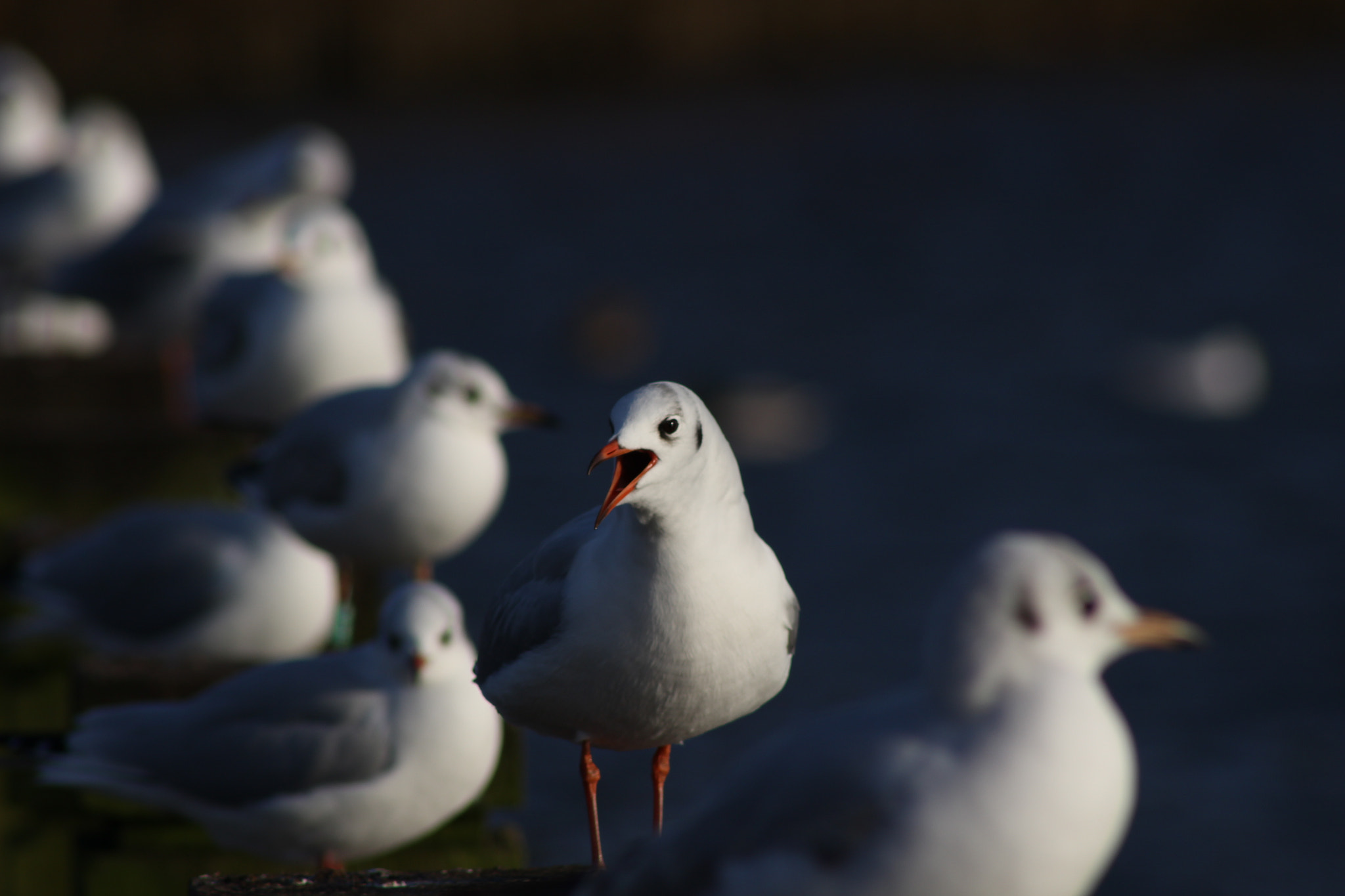Canon EOS 100D (EOS Rebel SL1 / EOS Kiss X7) + EF75-300mm f/4-5.6 sample photo. Crowd of gulls photography