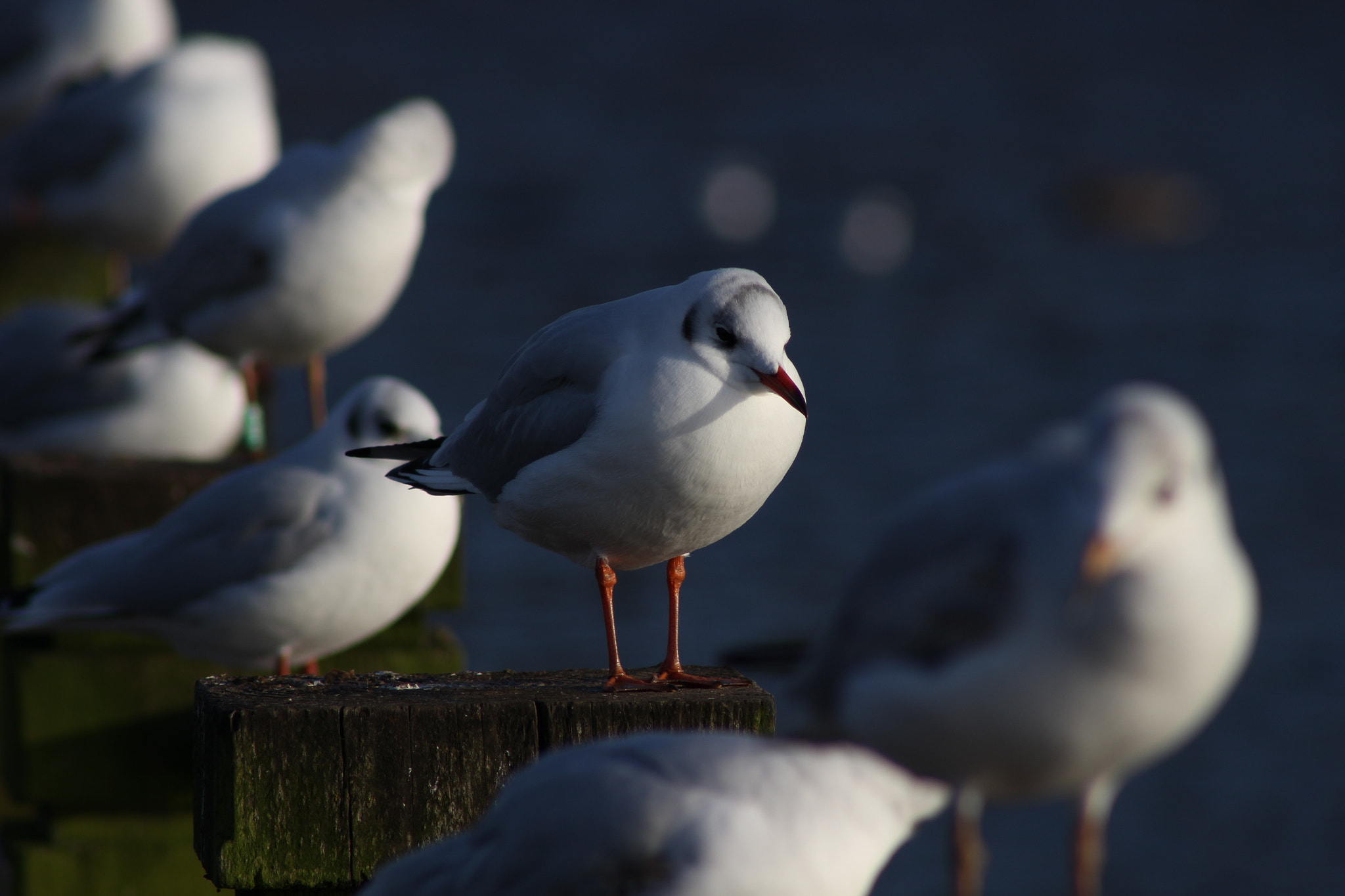Canon EOS 100D (EOS Rebel SL1 / EOS Kiss X7) + EF75-300mm f/4-5.6 sample photo. Row of gulls photography