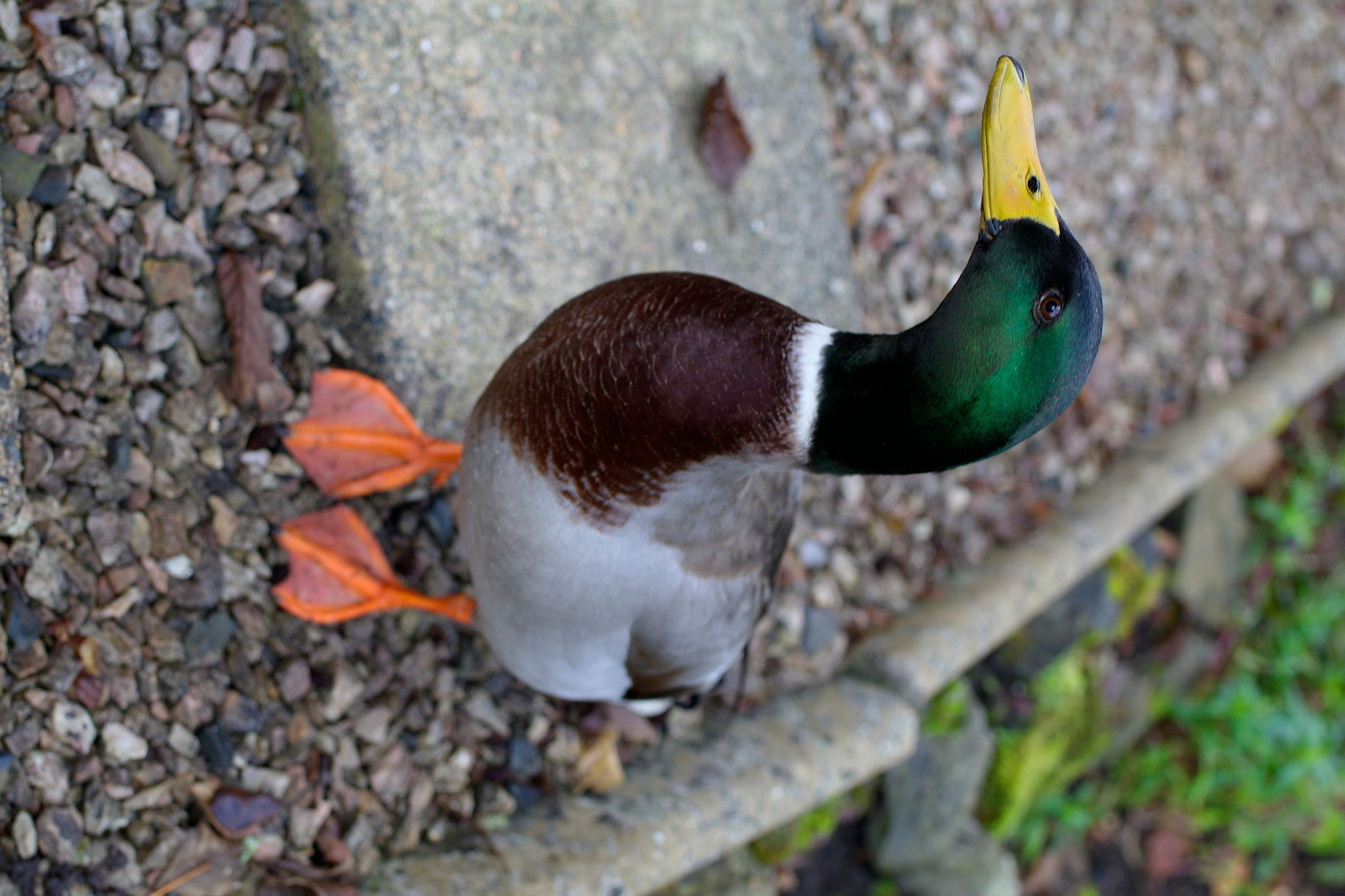 Canon EOS 80D + Sigma 35mm F1.4 DG HSM Art sample photo. Friendly duck photography