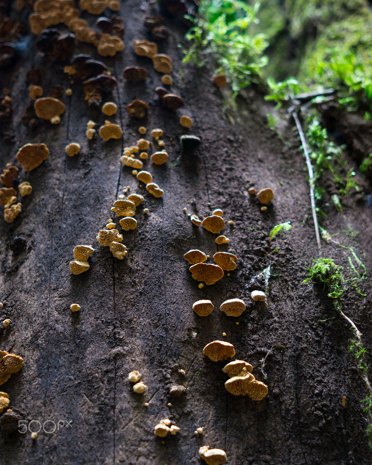 Sony Alpha NEX-5N sample photo. Mini shrooms photography