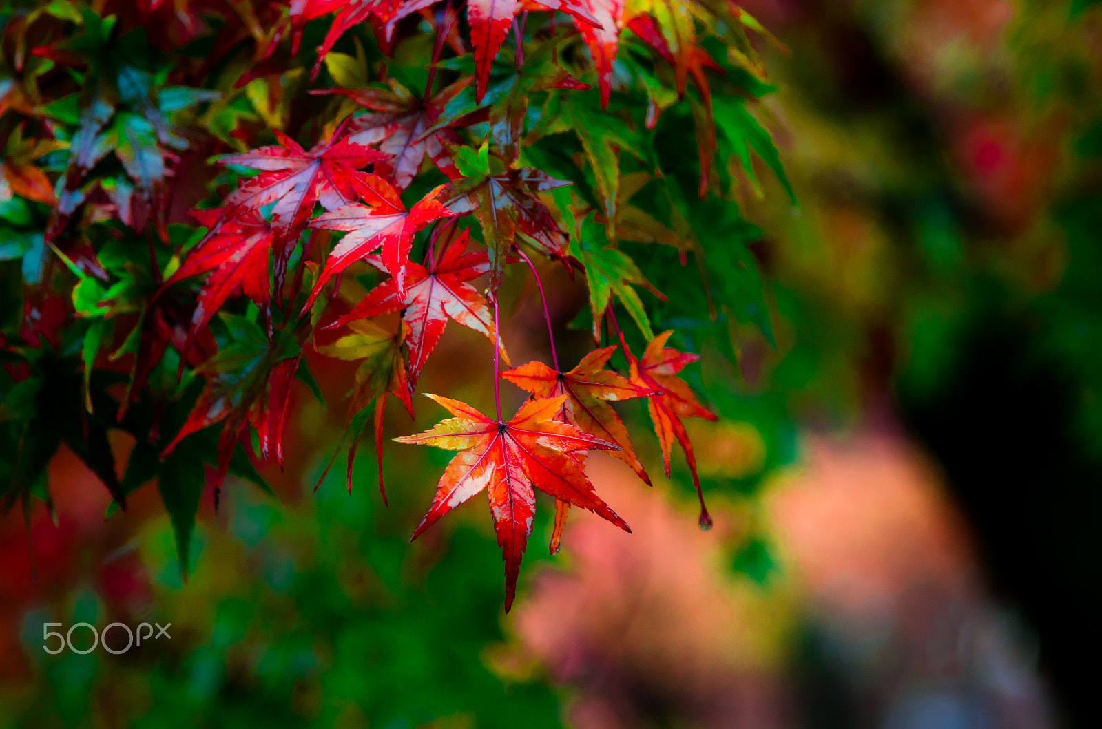 Nikon AF-S Nikkor 24-120mm F4G ED VR sample photo. Autumn color of kyoto photography