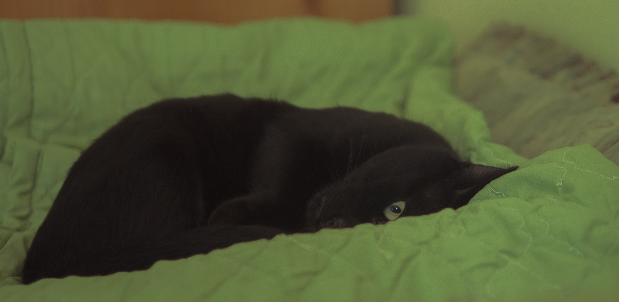 Panasonic Lumix DMC-GH4 + Panasonic Leica DG Summilux 25mm F1.4 II ASPH sample photo. Gari photography