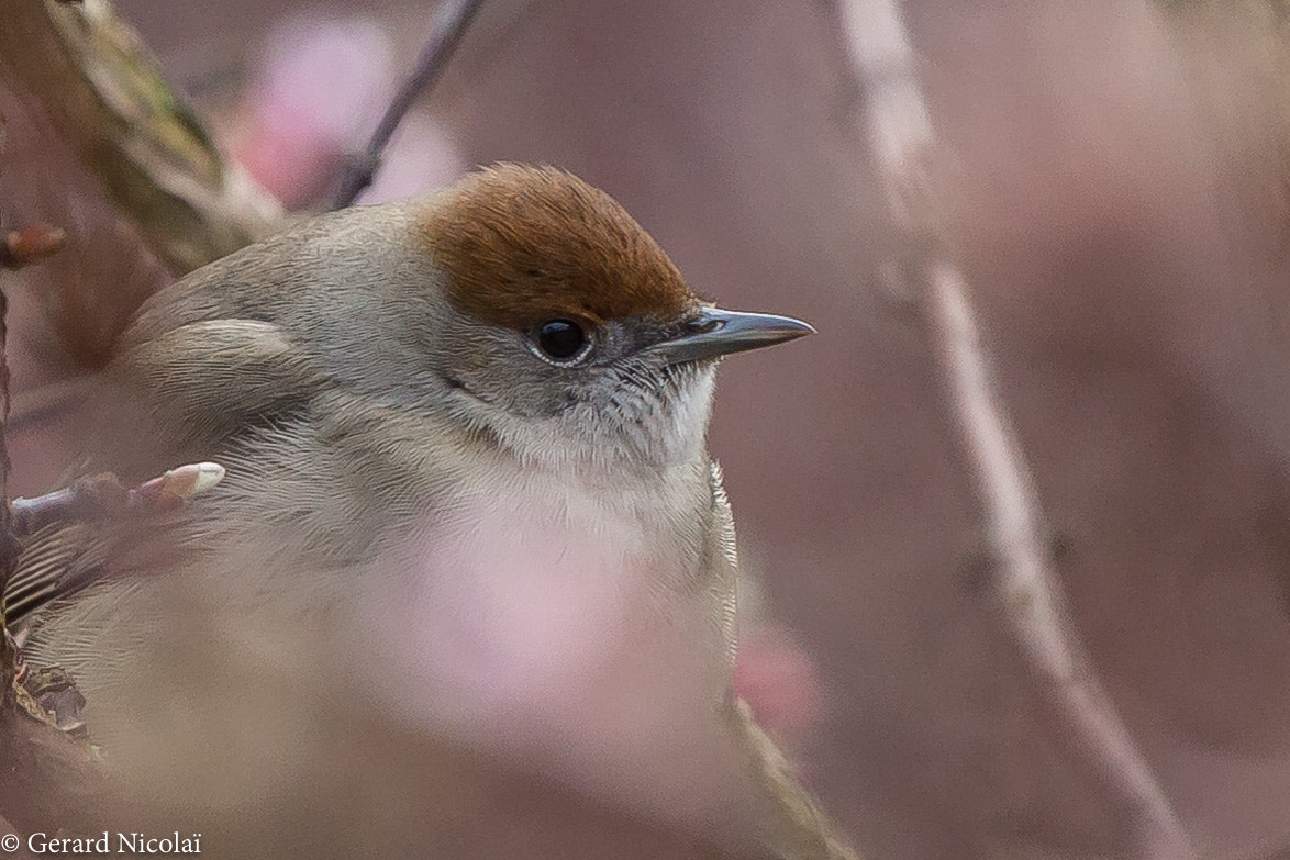 Canon EF 300mm F2.8L IS USM sample photo. Female blackcap photography
