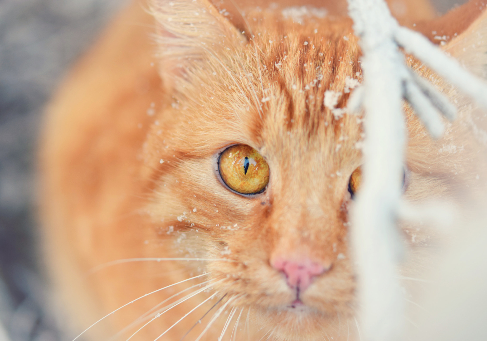 Nikon AF-S Micro-Nikkor 60mm F2.8G ED sample photo. Rosti in the snow photography