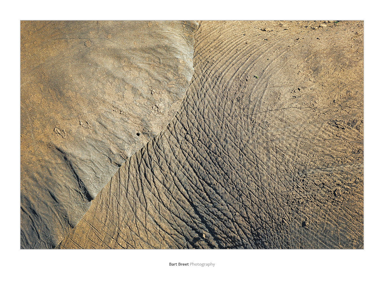 Canon EF 300mm F2.8L IS USM sample photo. Elephant ear photography