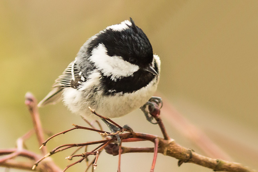 Canon EOS 6D + Canon EF 300mm F4L IS USM sample photo. Tannenmeise photography