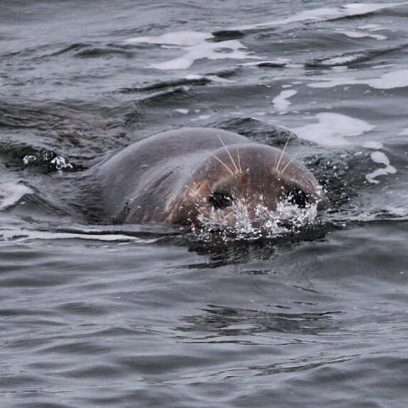 Sigma 150mm f/2.8 EX DG OS HSM APO Macro sample photo. Grey seal to wildlife photographer: whats up?! photography