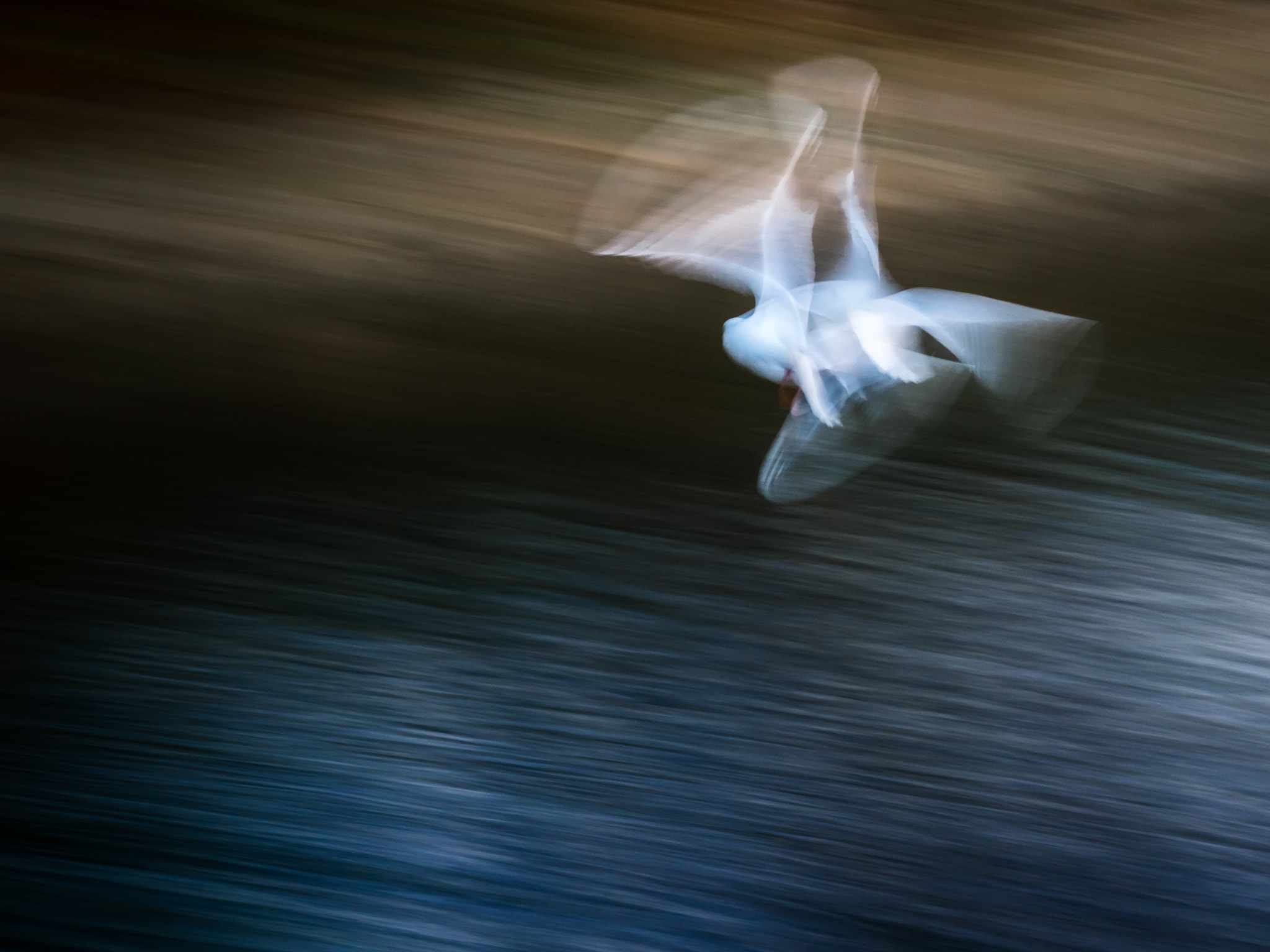 Sony a6300 + Sony FE 90mm F2.8 Macro G OSS sample photo. Gull in flight #1 photography