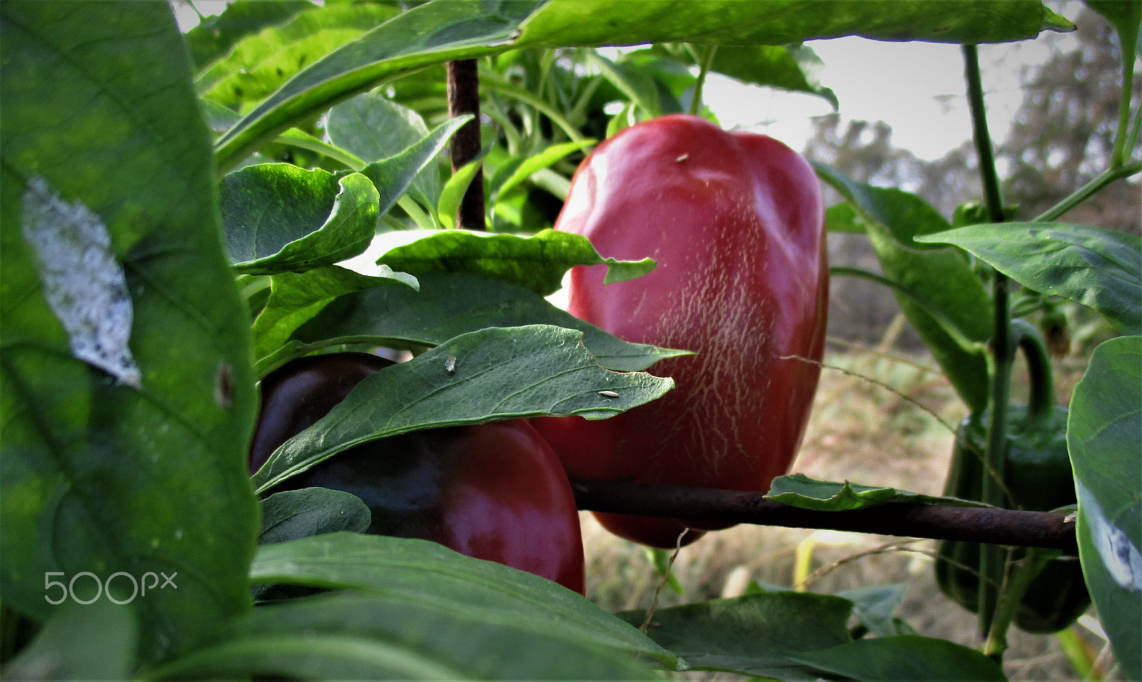 Canon PowerShot ELPH 160 (IXUS 160 / IXY 150) sample photo. Bell pepper photography