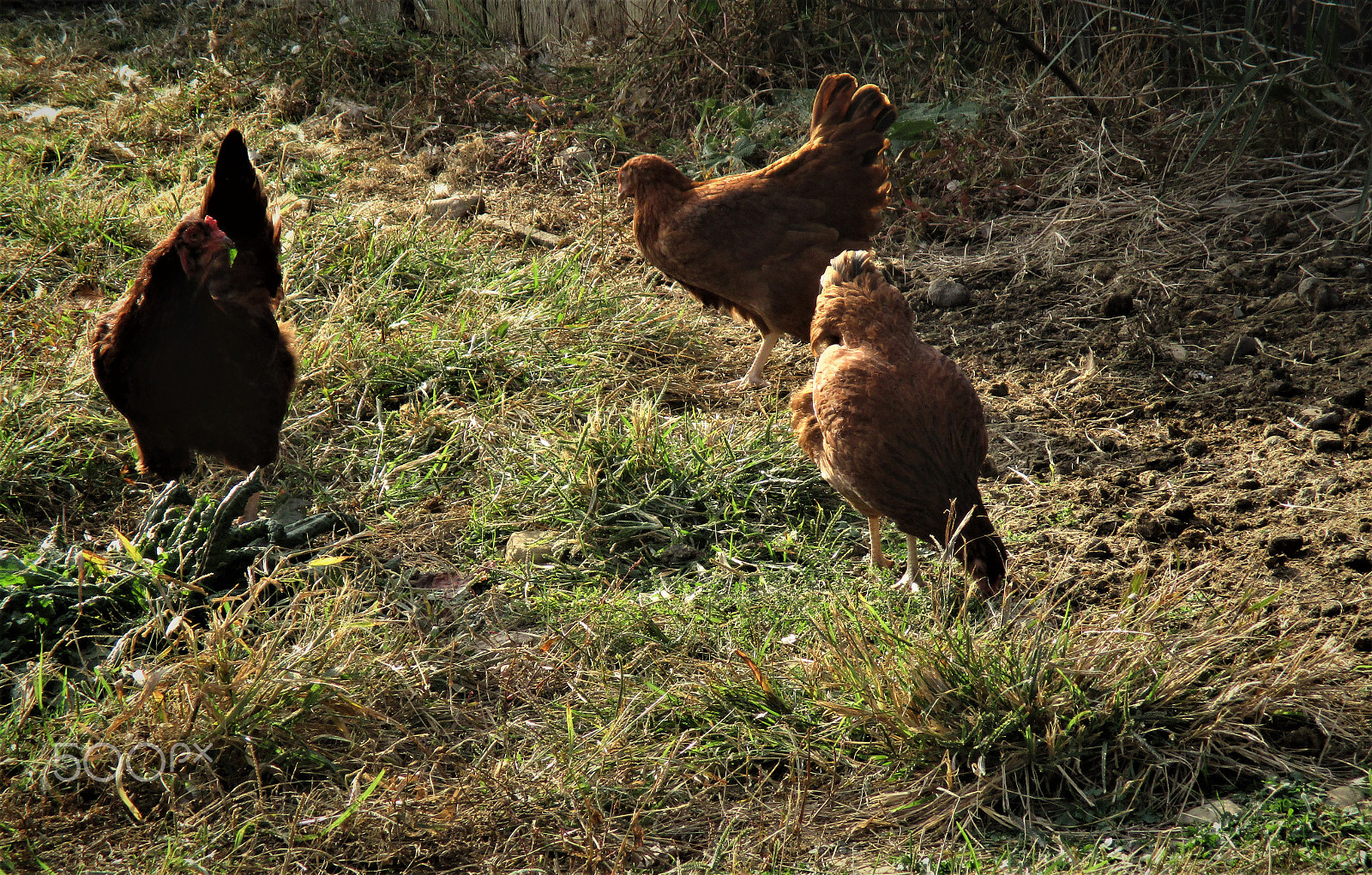 Canon PowerShot ELPH 160 (IXUS 160 / IXY 150) sample photo. Chickens photography