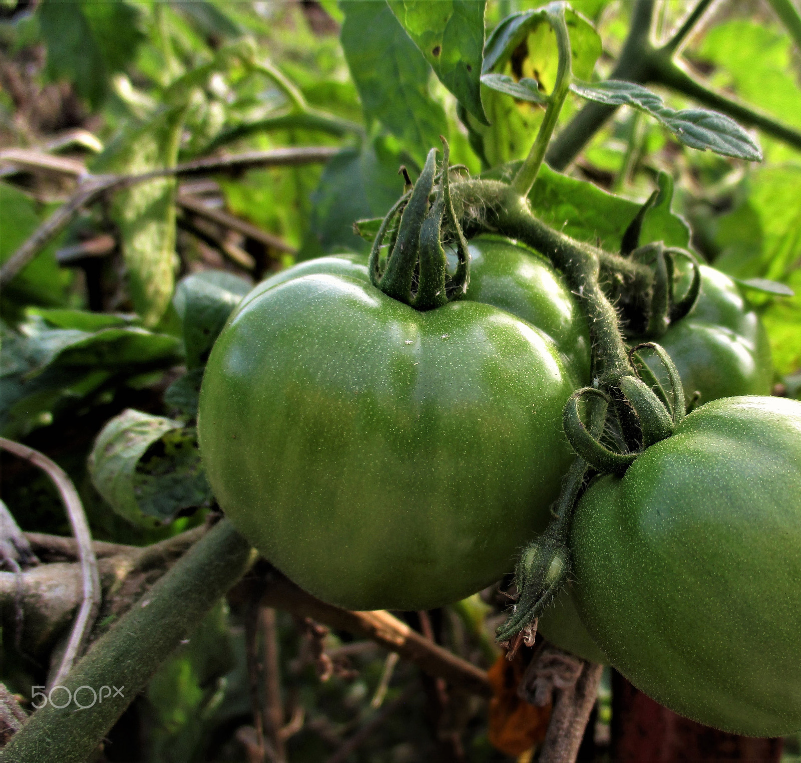 Canon PowerShot ELPH 160 (IXUS 160 / IXY 150) sample photo. Green tomatoes photography