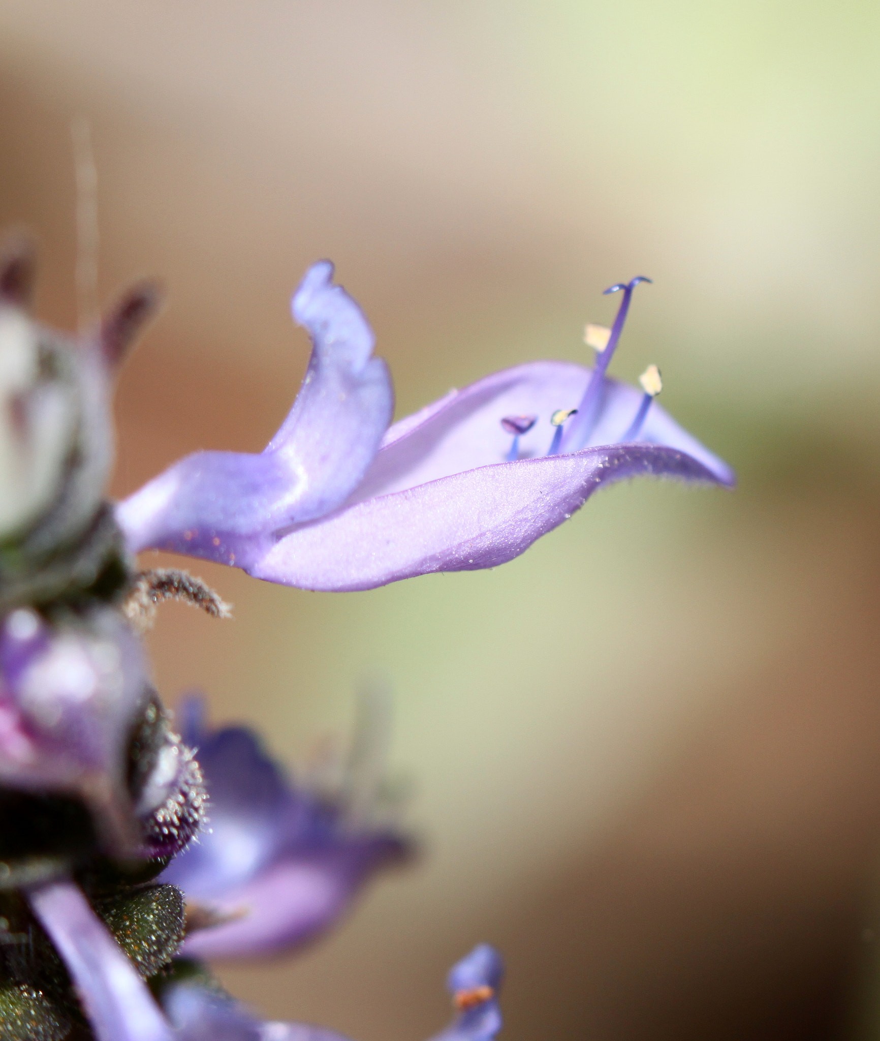 Canon EF 100mm F2.8 Macro USM sample photo. Img photography