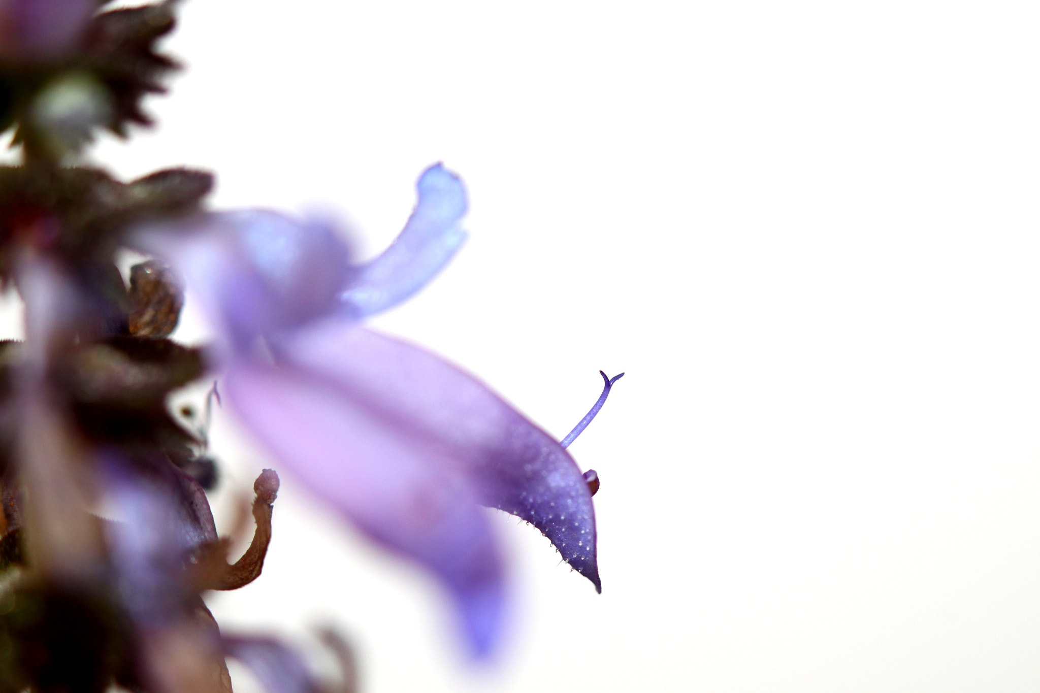 Canon EF 100mm F2.8 Macro USM sample photo. Img photography