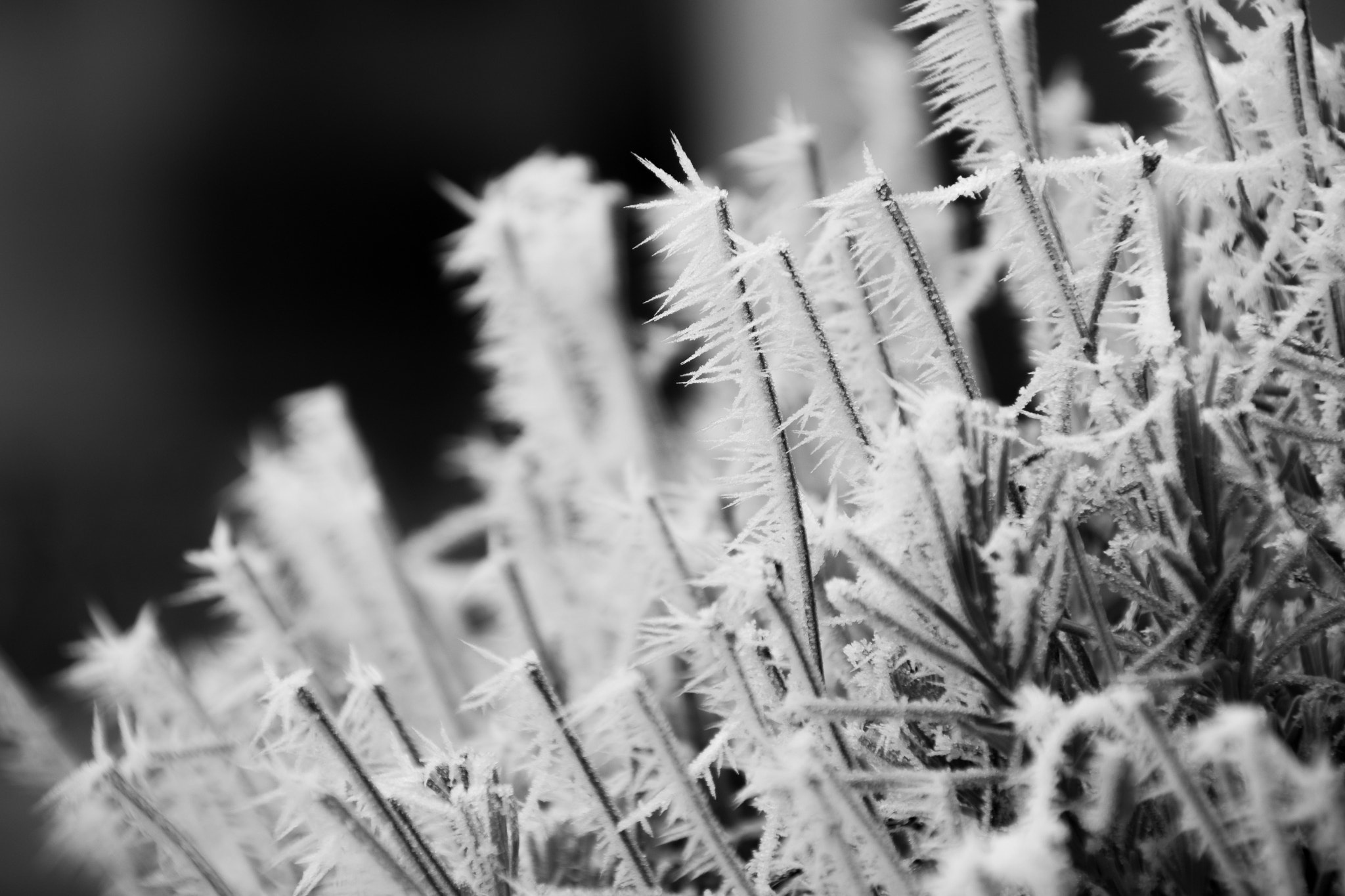 Sigma 18-250mm F3.5-6.3 DC Macro OS HSM sample photo. Stachelig photography