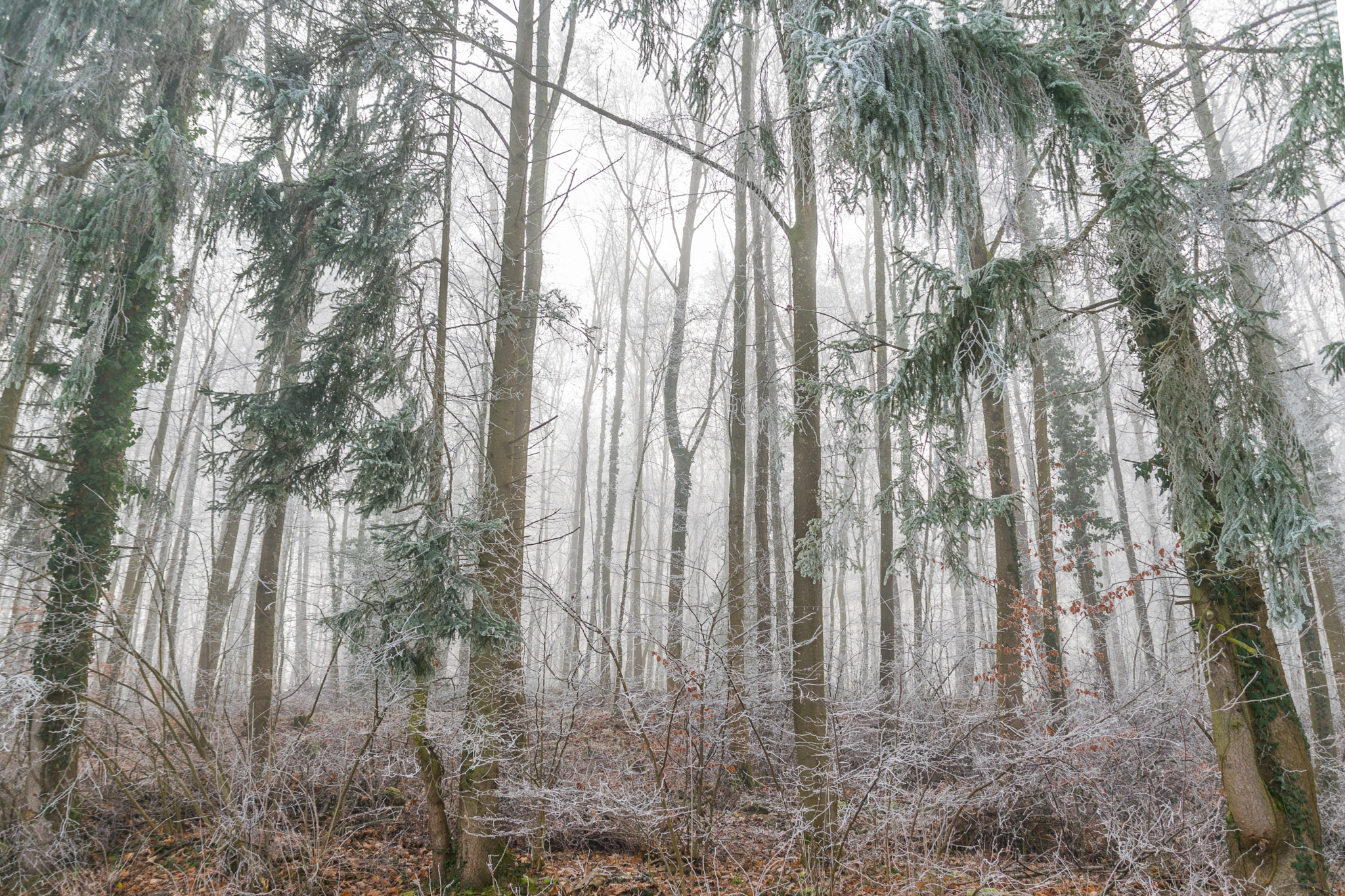Sigma 18-250mm F3.5-6.3 DC Macro OS HSM sample photo. Eisiger wald photography