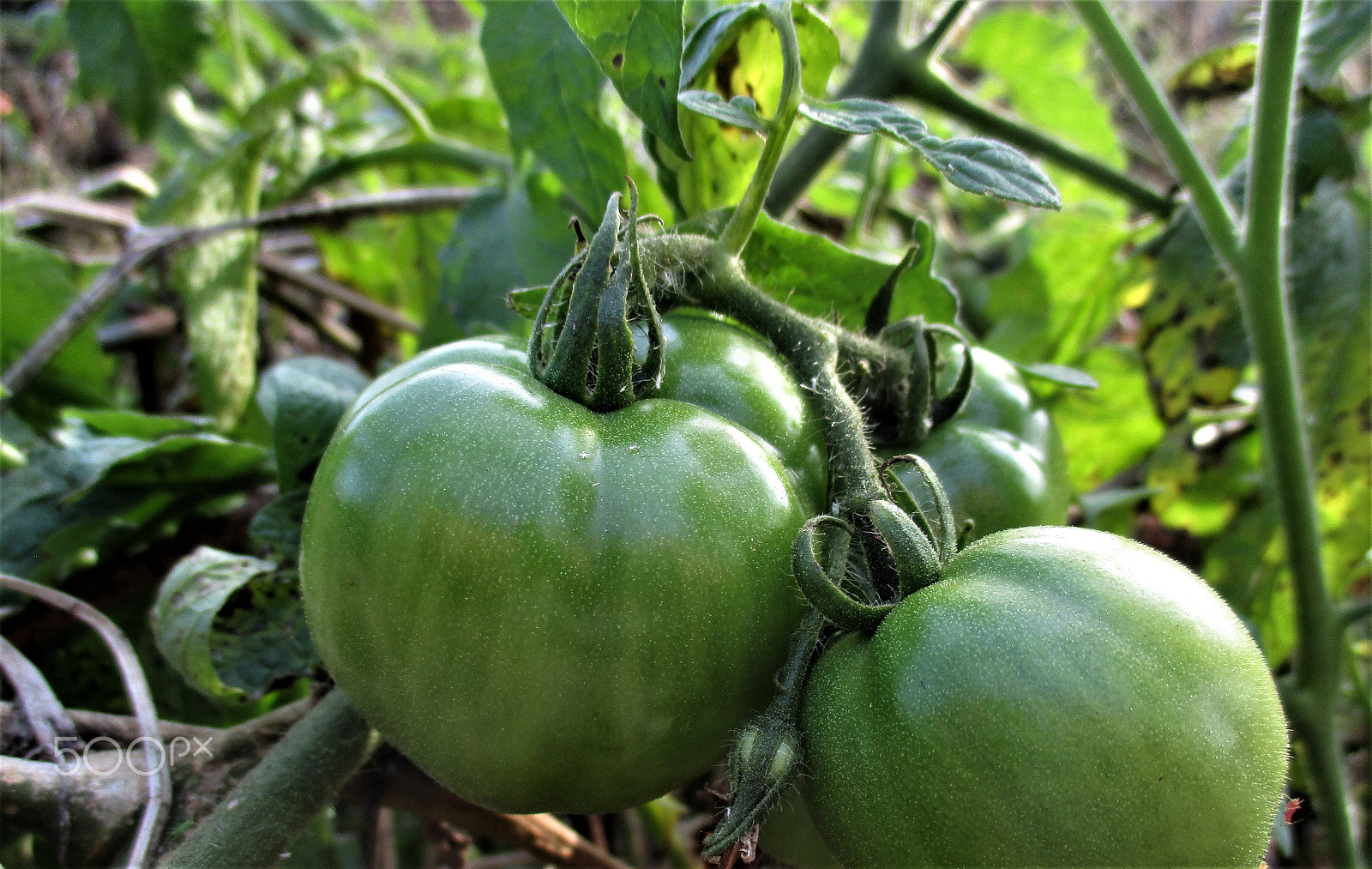 Canon PowerShot ELPH 160 (IXUS 160 / IXY 150) sample photo. Green tomato photography