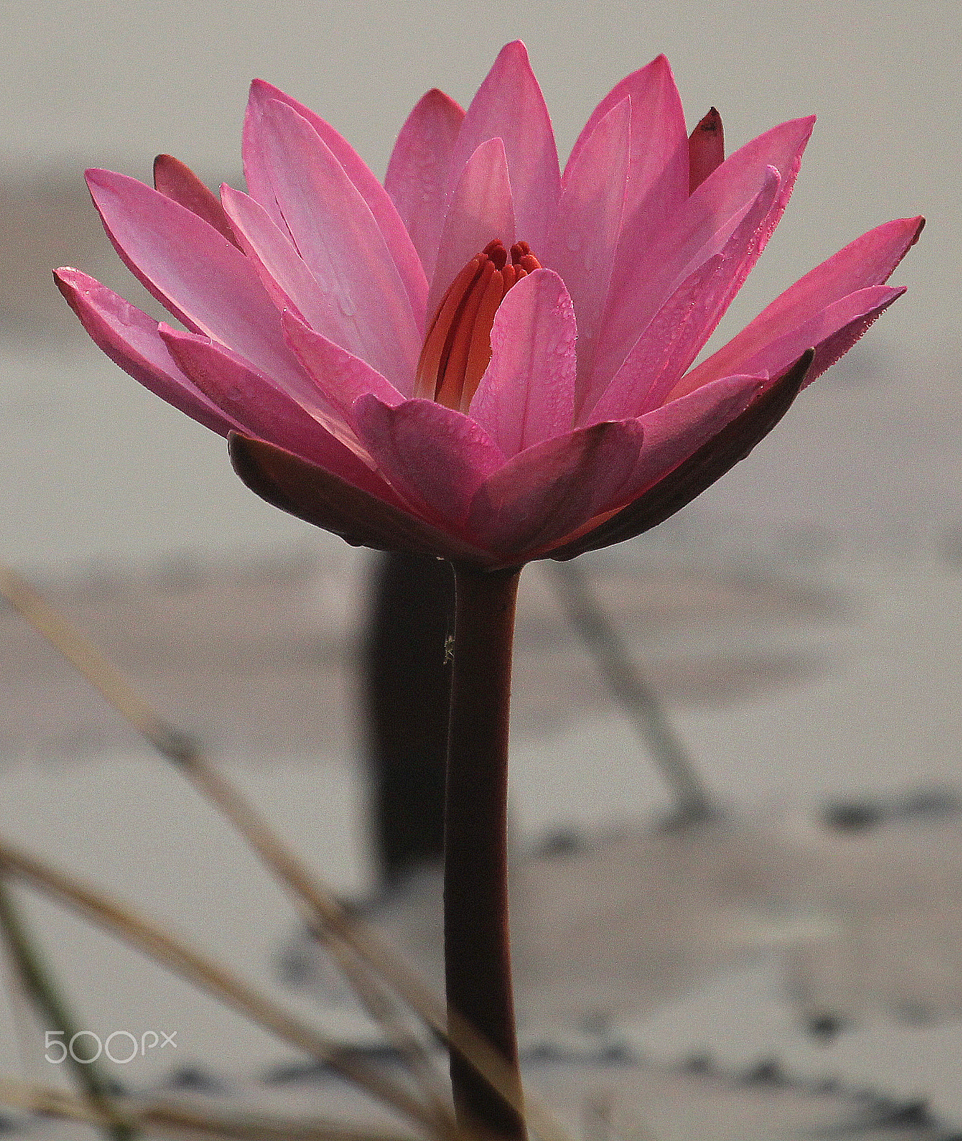 Canon EF 100-400mm F4.5-5.6L IS USM sample photo. Dew drenched water-lily photography