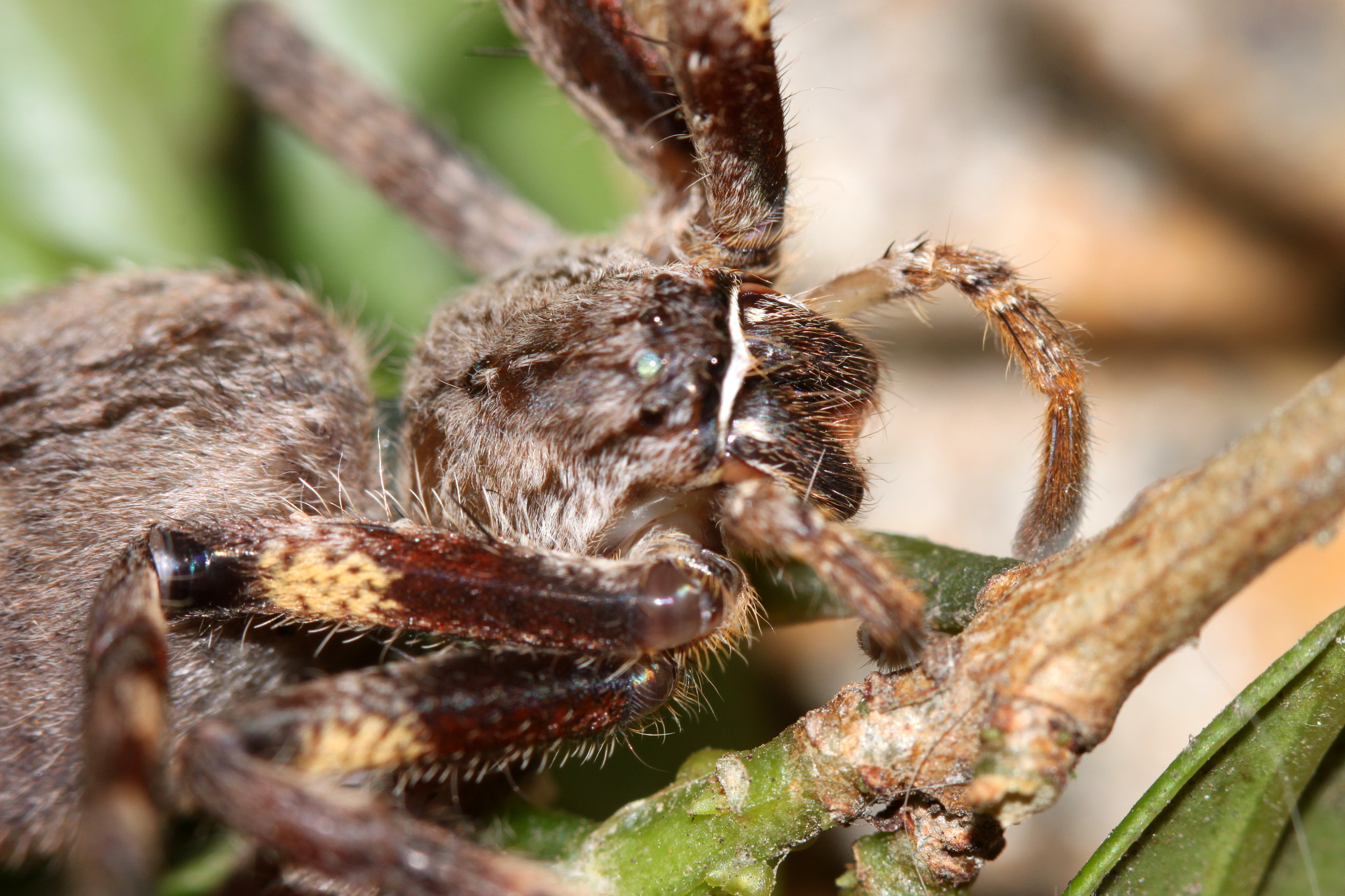 Canon EF 100mm F2.8 Macro USM sample photo. Img photography