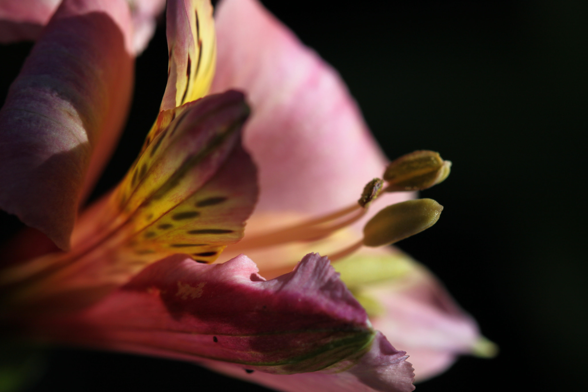 Canon EF 100mm F2.8 Macro USM sample photo. Img photography
