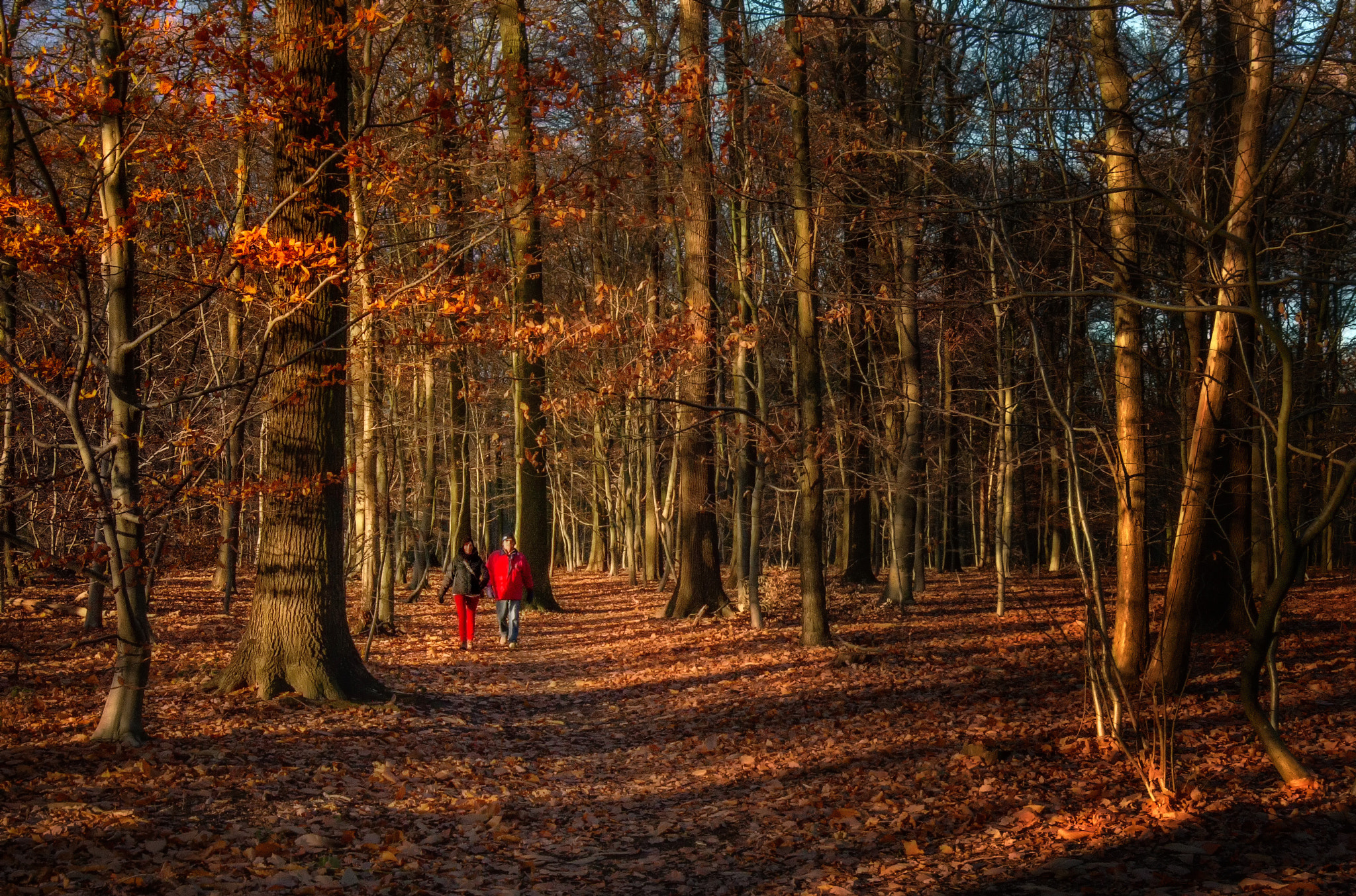 Canon EF 16-35mm F4L IS USM sample photo. Autumn relaxing walk photography