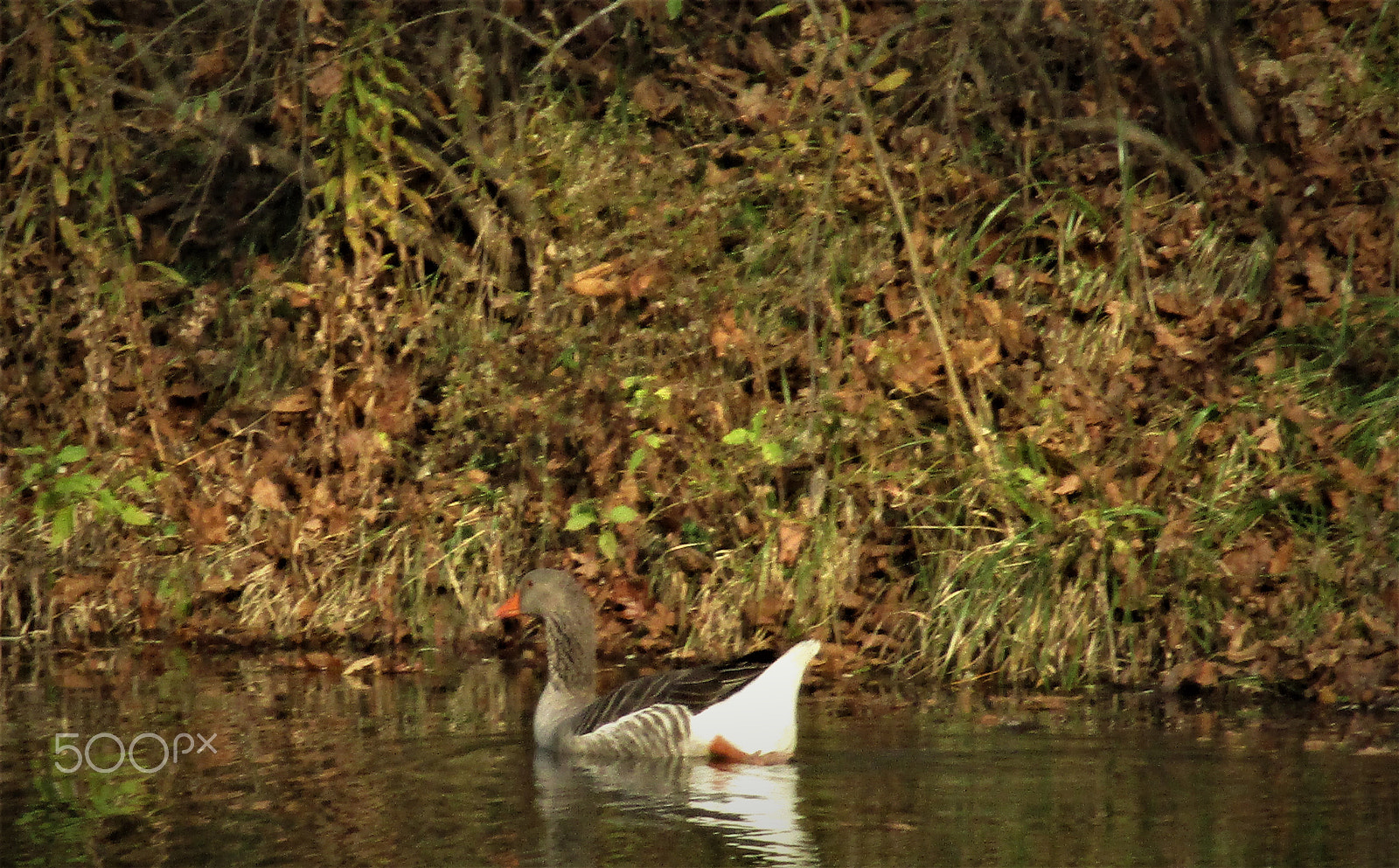 Canon PowerShot ELPH 160 (IXUS 160 / IXY 150) sample photo. Goose photography