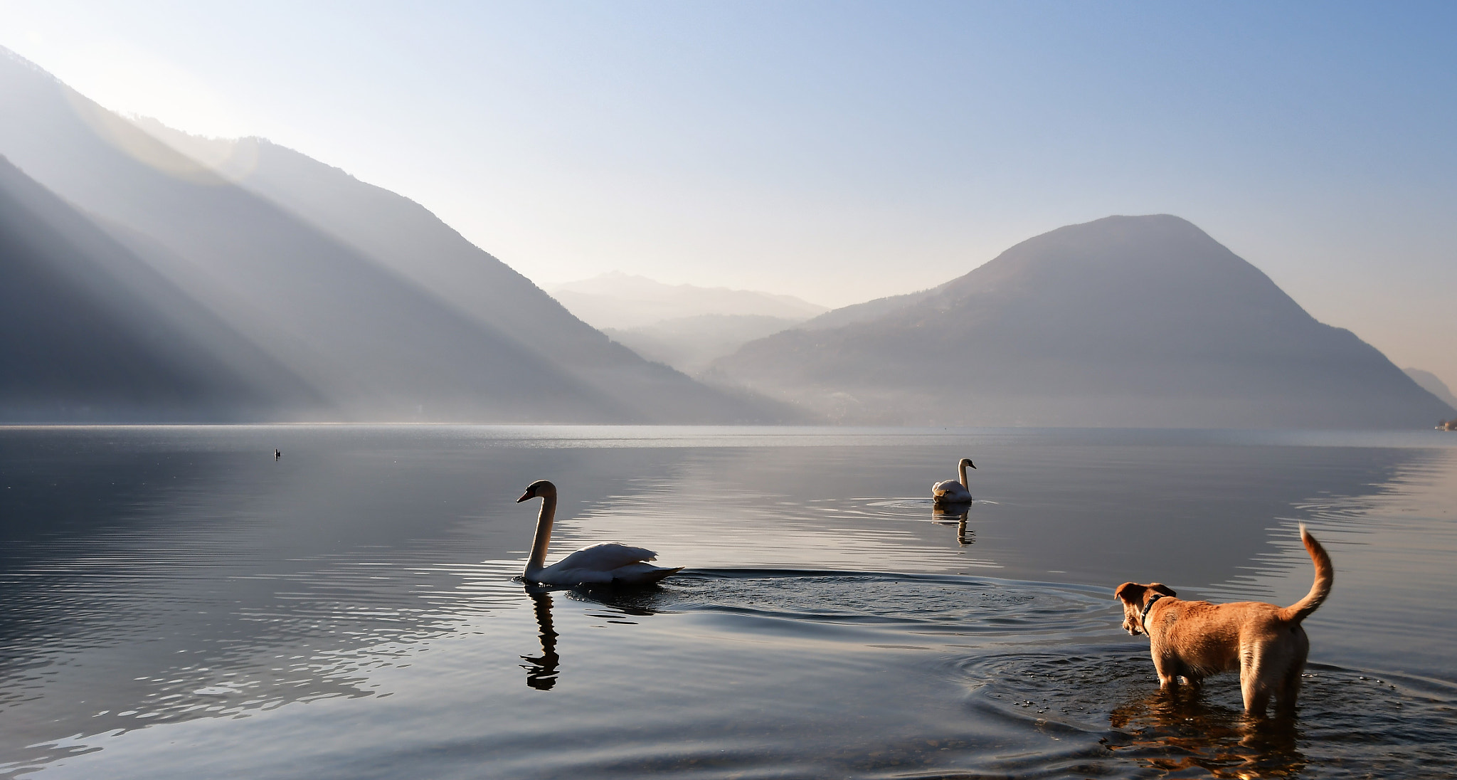 Nikon D500 sample photo. Chien et cigne.... photography