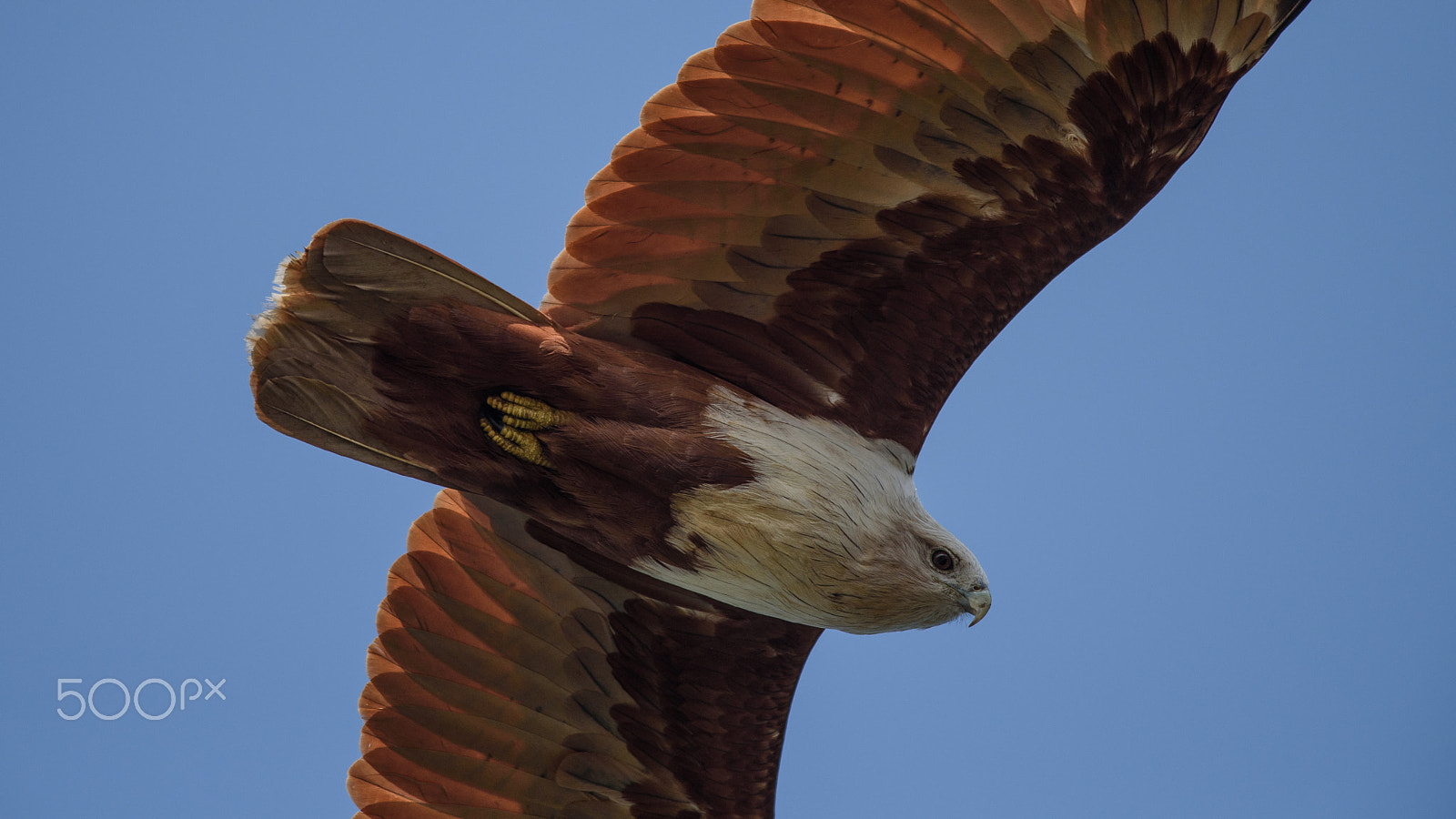 Nikon D750 + Nikon AF-S Nikkor 300mm F4D ED-IF sample photo. Brahminy kite photography