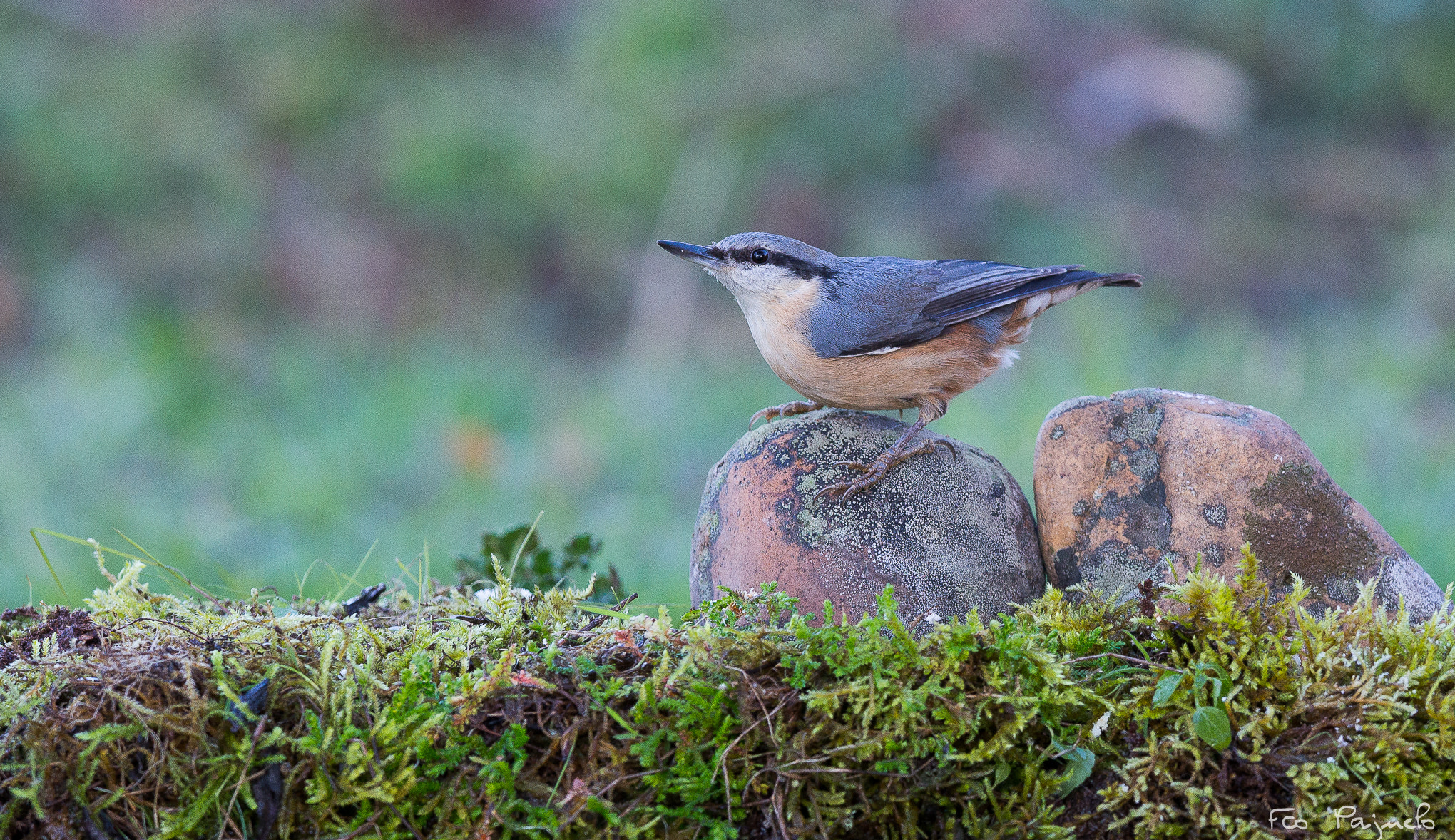 300mm F2.8 G sample photo. Trepador azul  photography