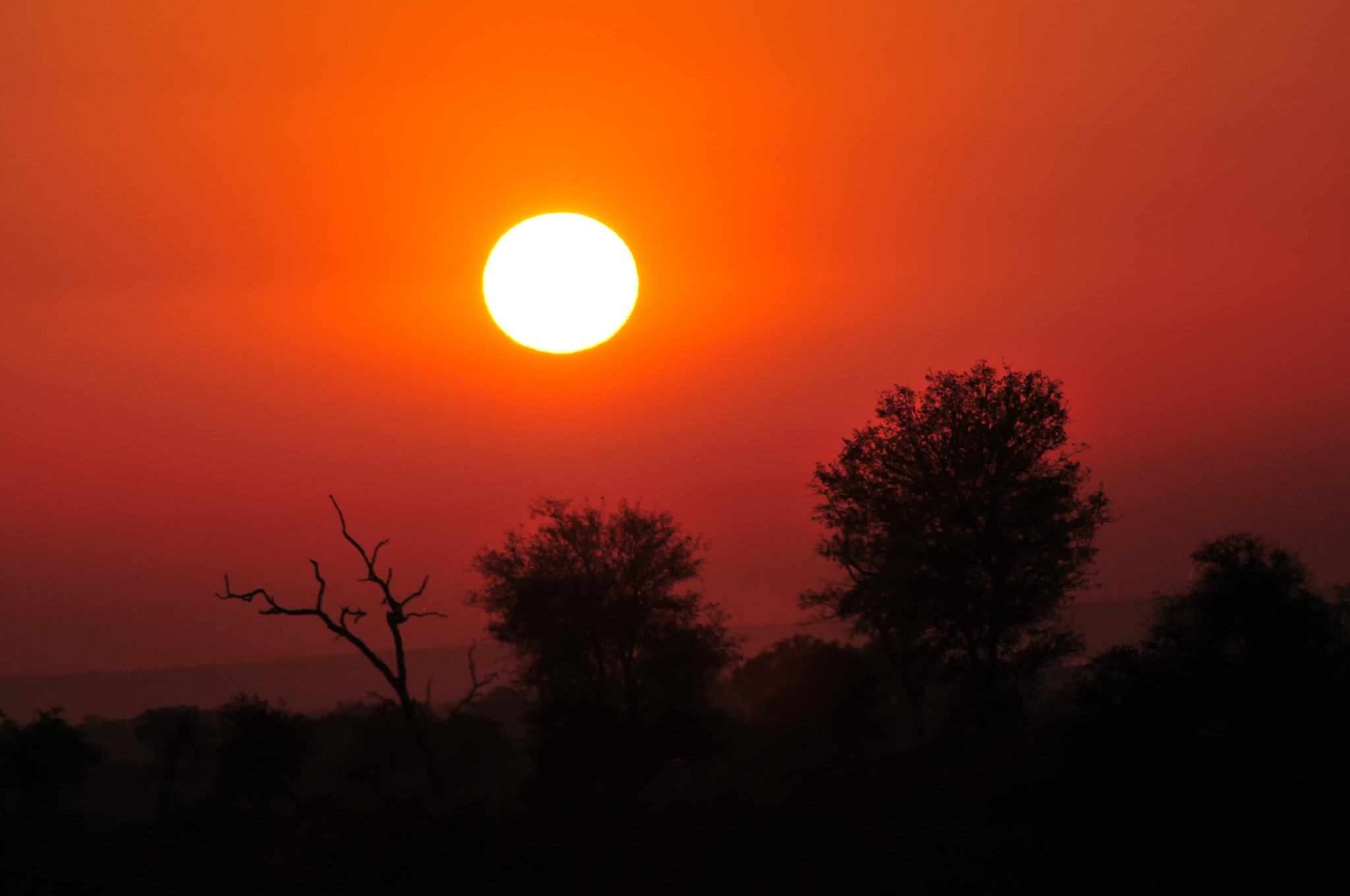 Sigma APO 100-300mm F4 EX IF HSM + 1.4x sample photo. African sunset photography