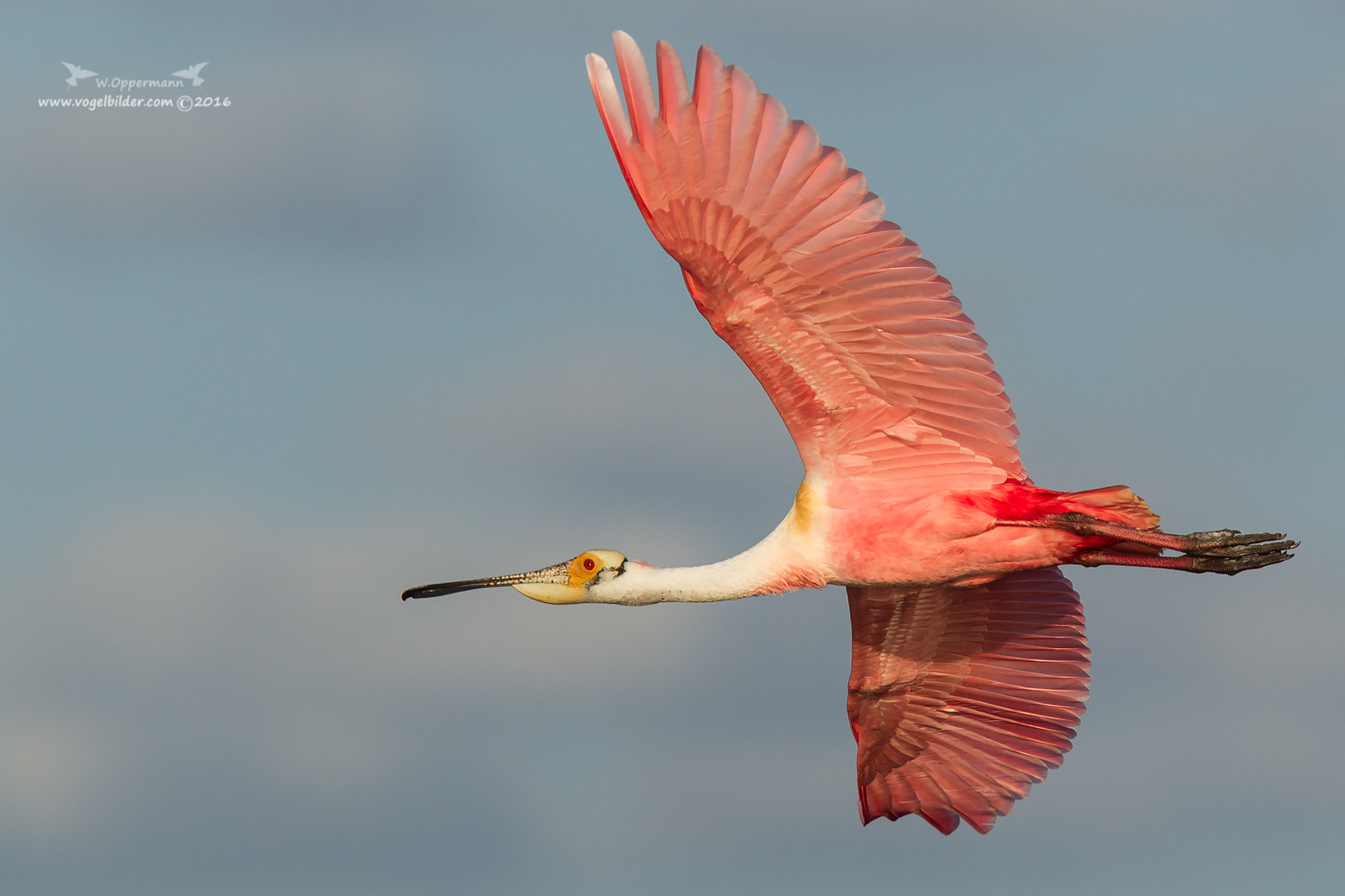 Canon EF 300mm F2.8L IS USM sample photo. Rosalöffler (ajaia ajaja) roseate spoonbill photography