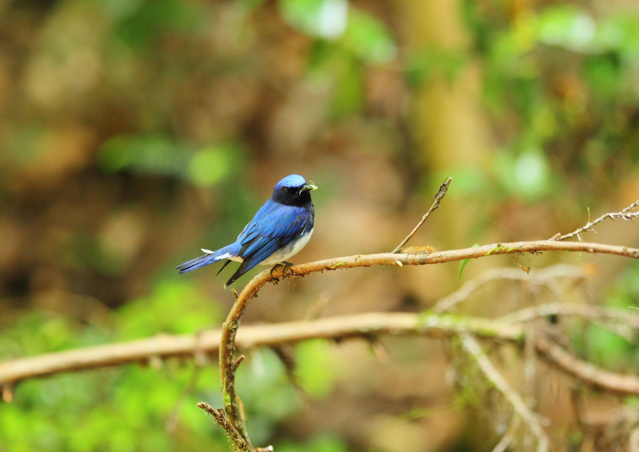 Canon EOS-1D Mark IV + Canon EF 400mm F2.8L IS II USM sample photo. オオルリ blue-and-white flycatcher photography