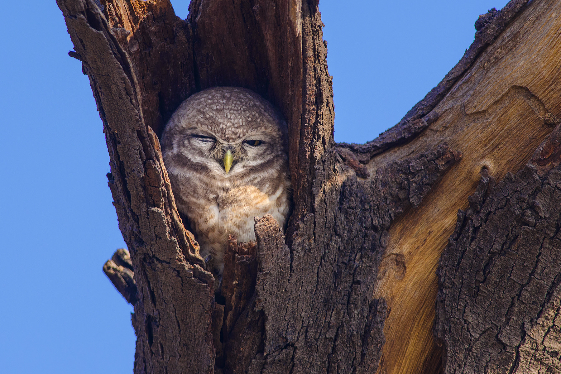 Nikon D7000 + Nikon AF-S Nikkor 300mm F4D ED-IF sample photo. "it winked" photography