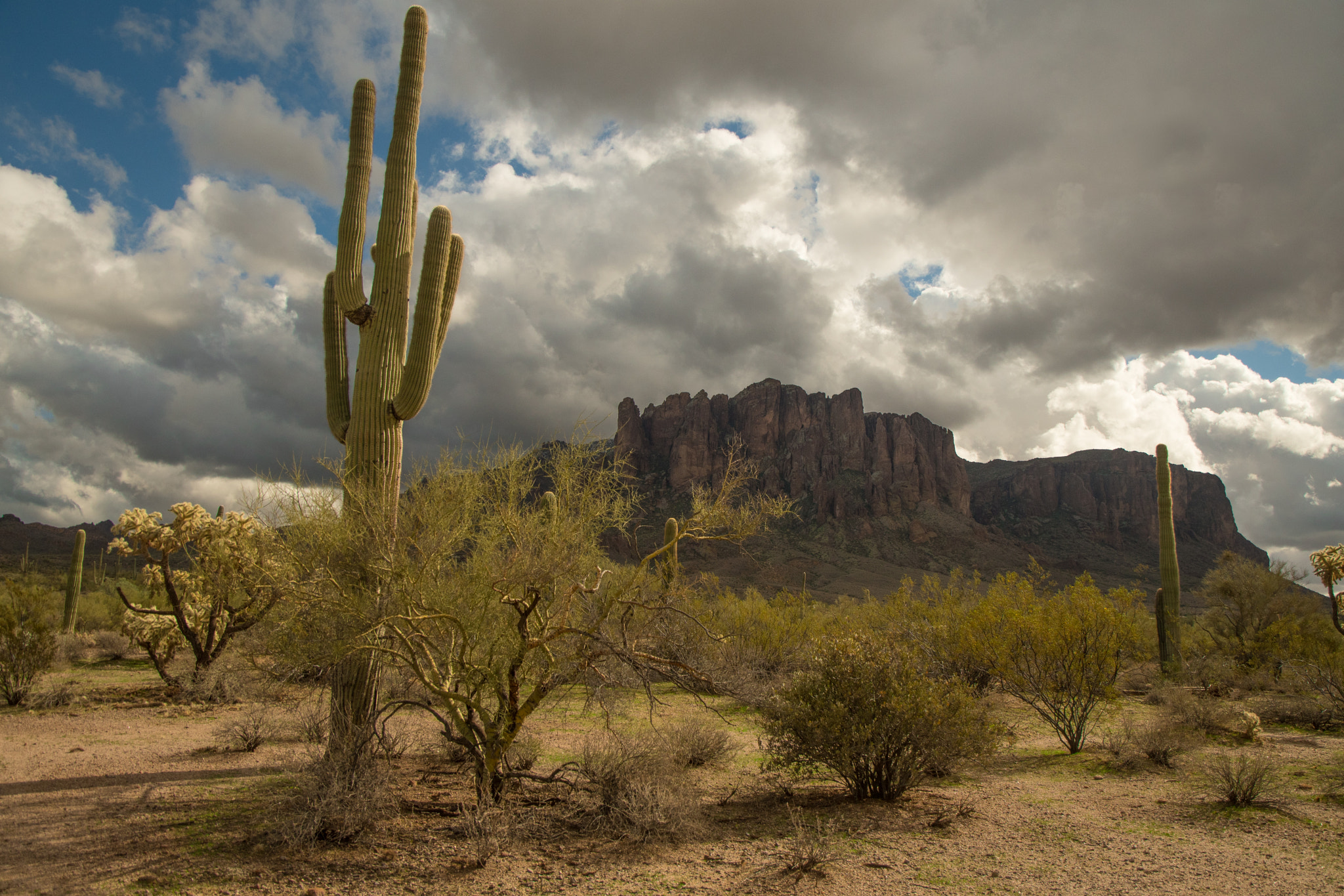 Nikon D500 sample photo. Stand and deliver photography