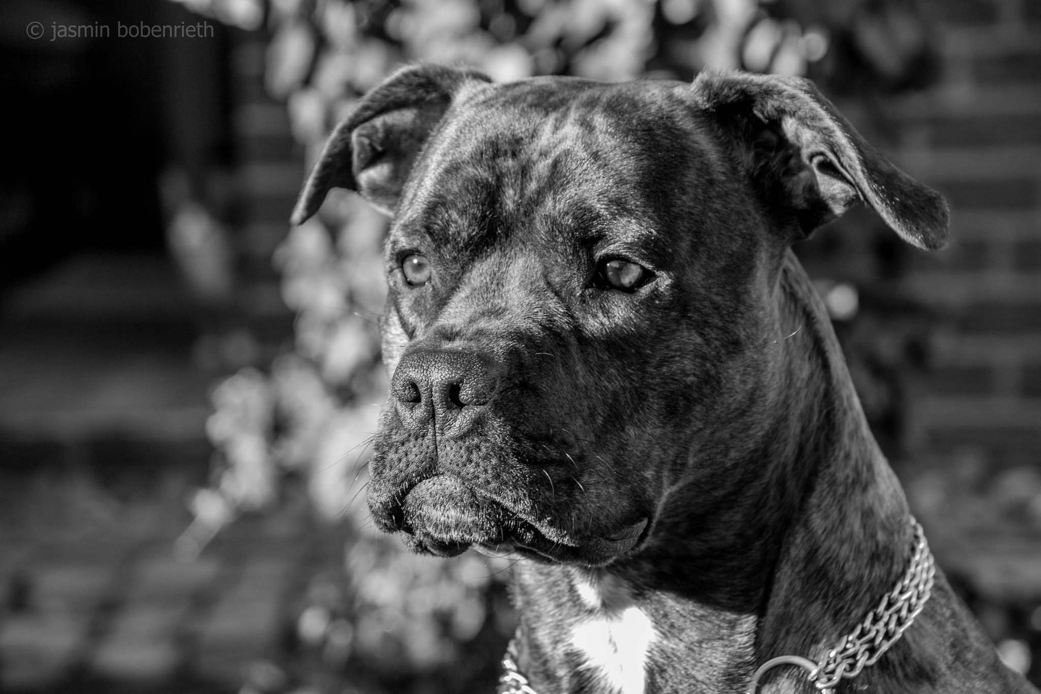 Sigma 18-250mm F3.5-6.3 DC OS HSM sample photo. Louis photography