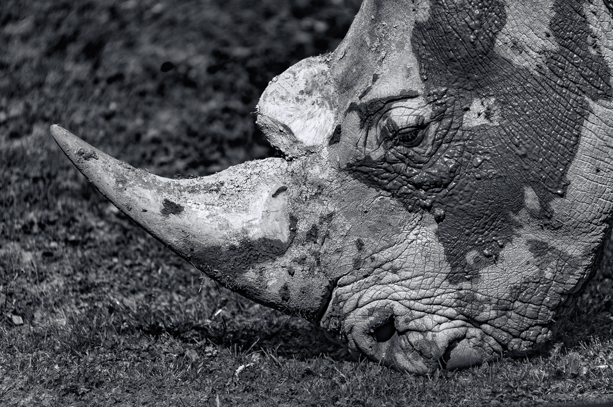 Nikon D4 + Sigma 50-500mm F4.5-6.3 DG OS HSM sample photo. Rhinocerotidae photography