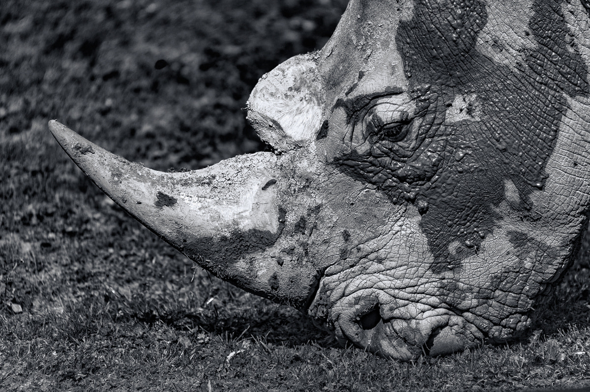 Sigma 50-500mm F4.5-6.3 DG OS HSM sample photo. Rhinocerotidae photography
