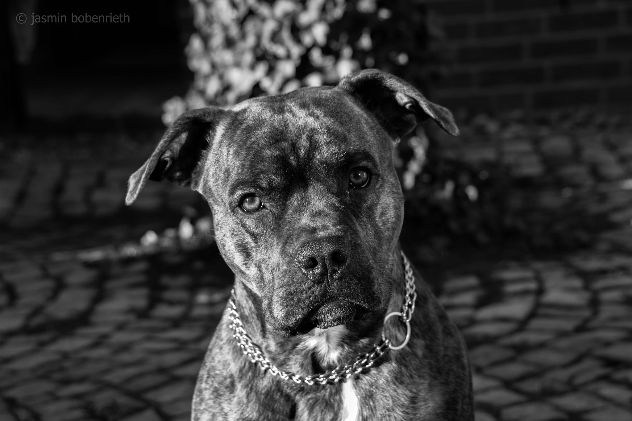 Sigma 18-250mm F3.5-6.3 DC OS HSM sample photo. Louis photography
