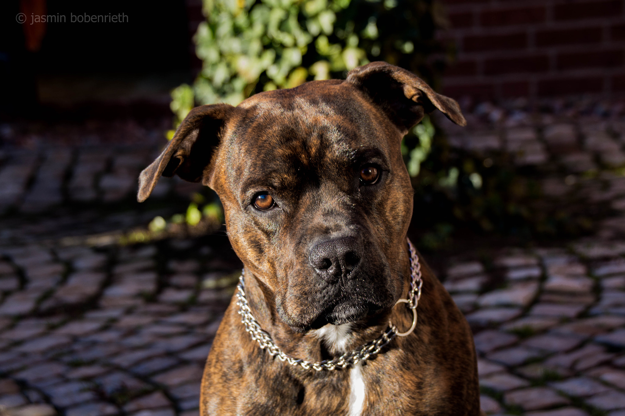 Sigma 18-250mm F3.5-6.3 DC OS HSM sample photo. Louis photography