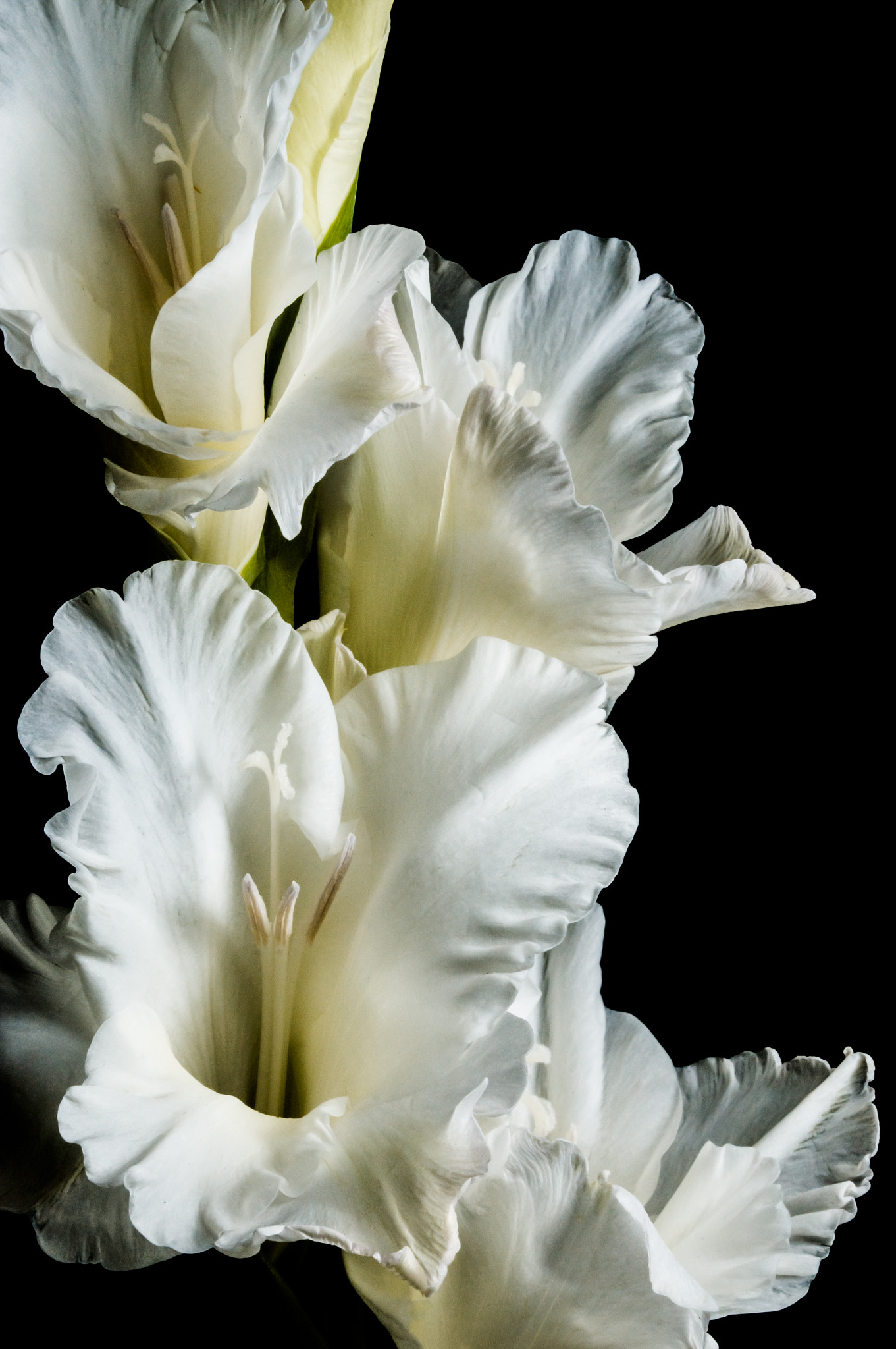 Sony SLT-A37 sample photo. White gladiolus #2 photography