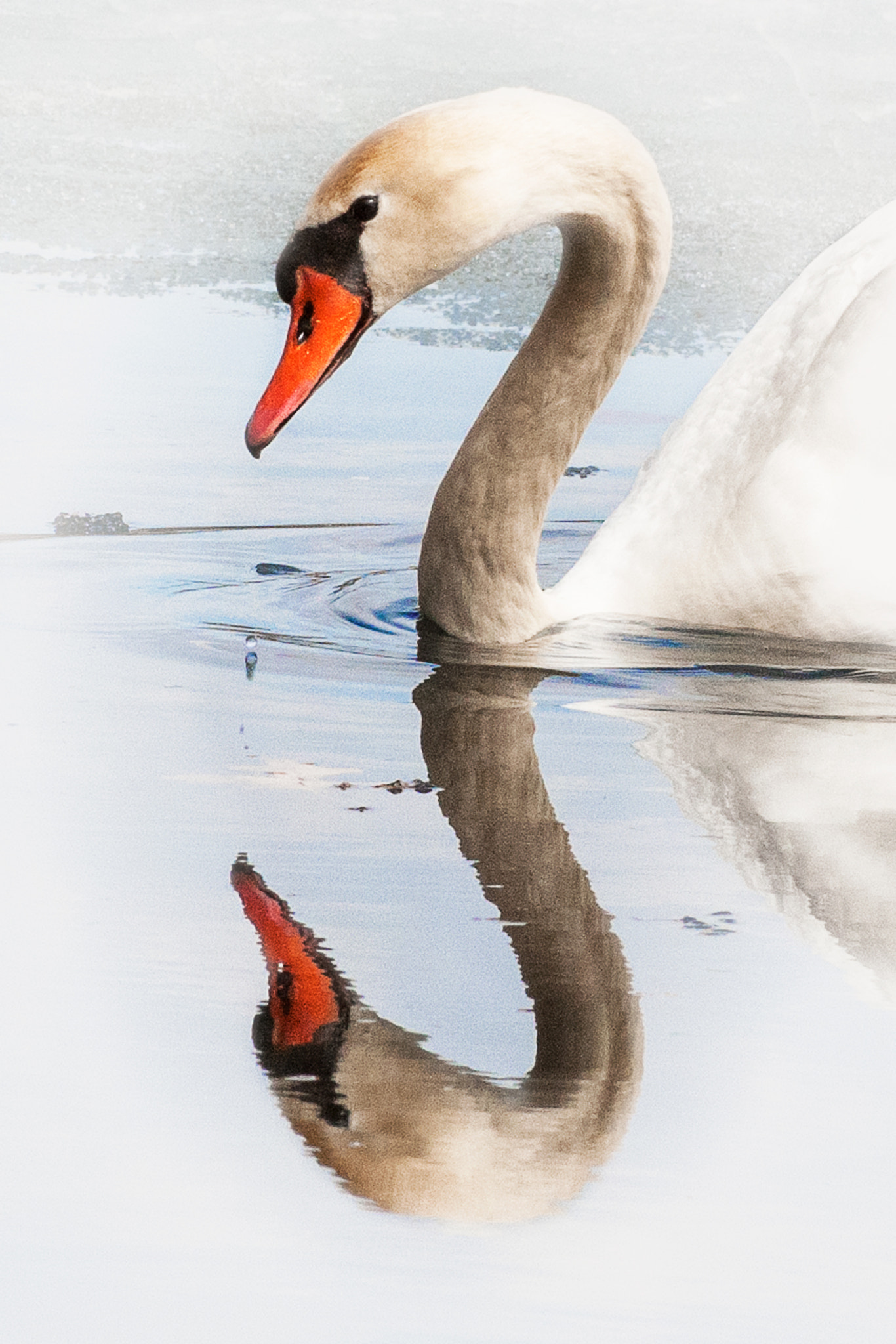Nikon D300 sample photo. The first swan of spring photography