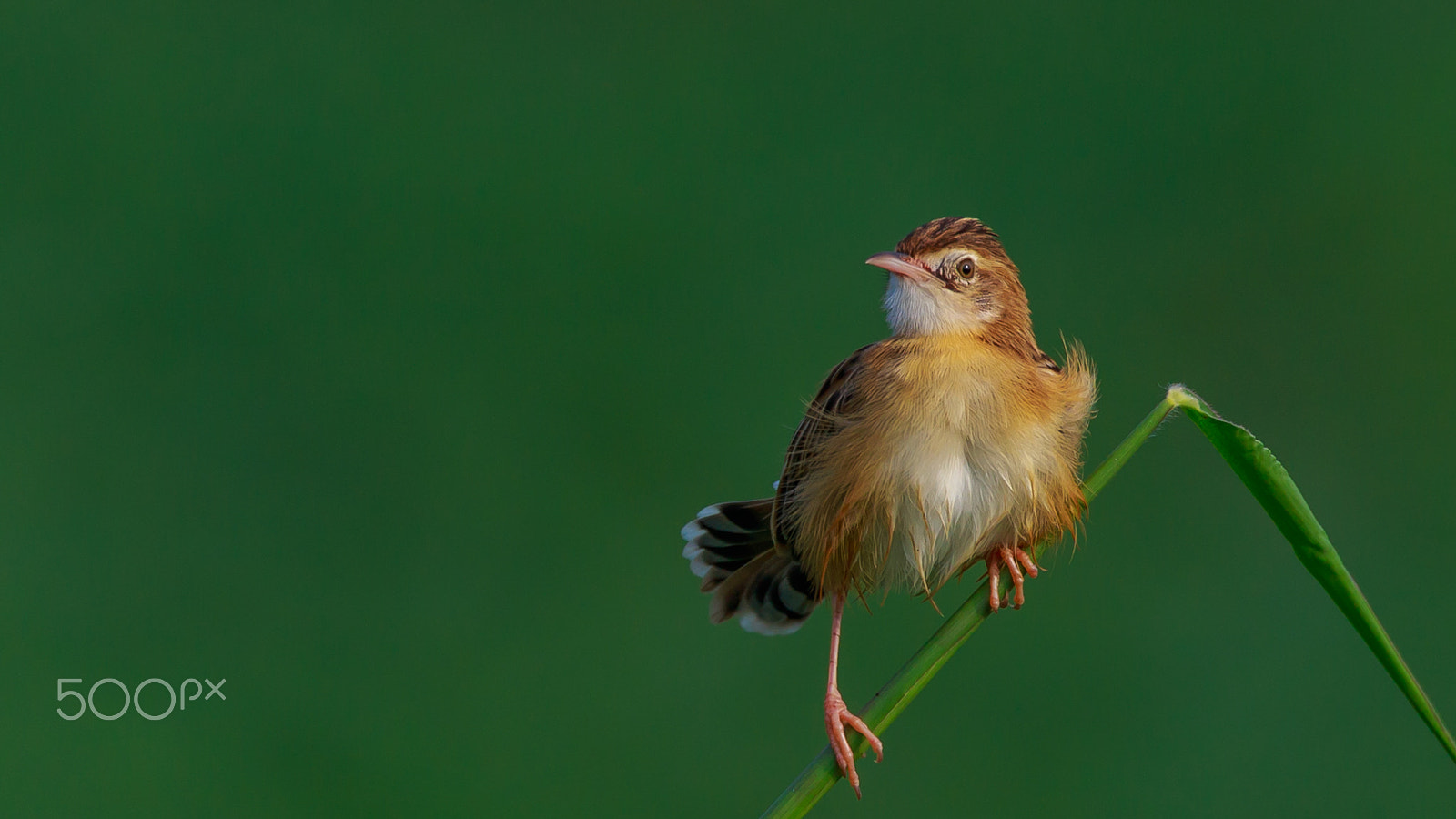 Sigma 150-600mm F5-6.3 DG OS HSM | C sample photo. I am here only….. photography