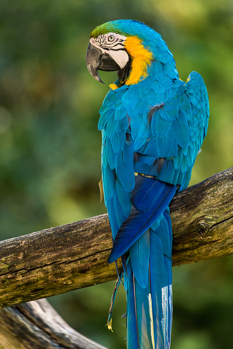 Nikon D4 sample photo. Parrot papagei photography