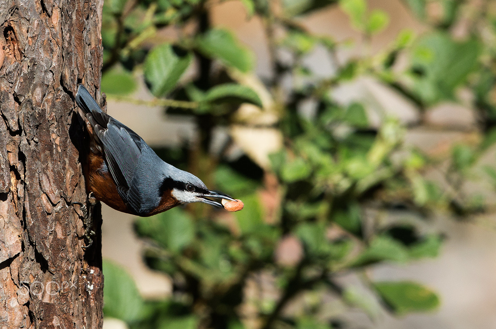 Canon EF 500mm F4L IS II USM sample photo. Chestnut-bellied nuthatch photography